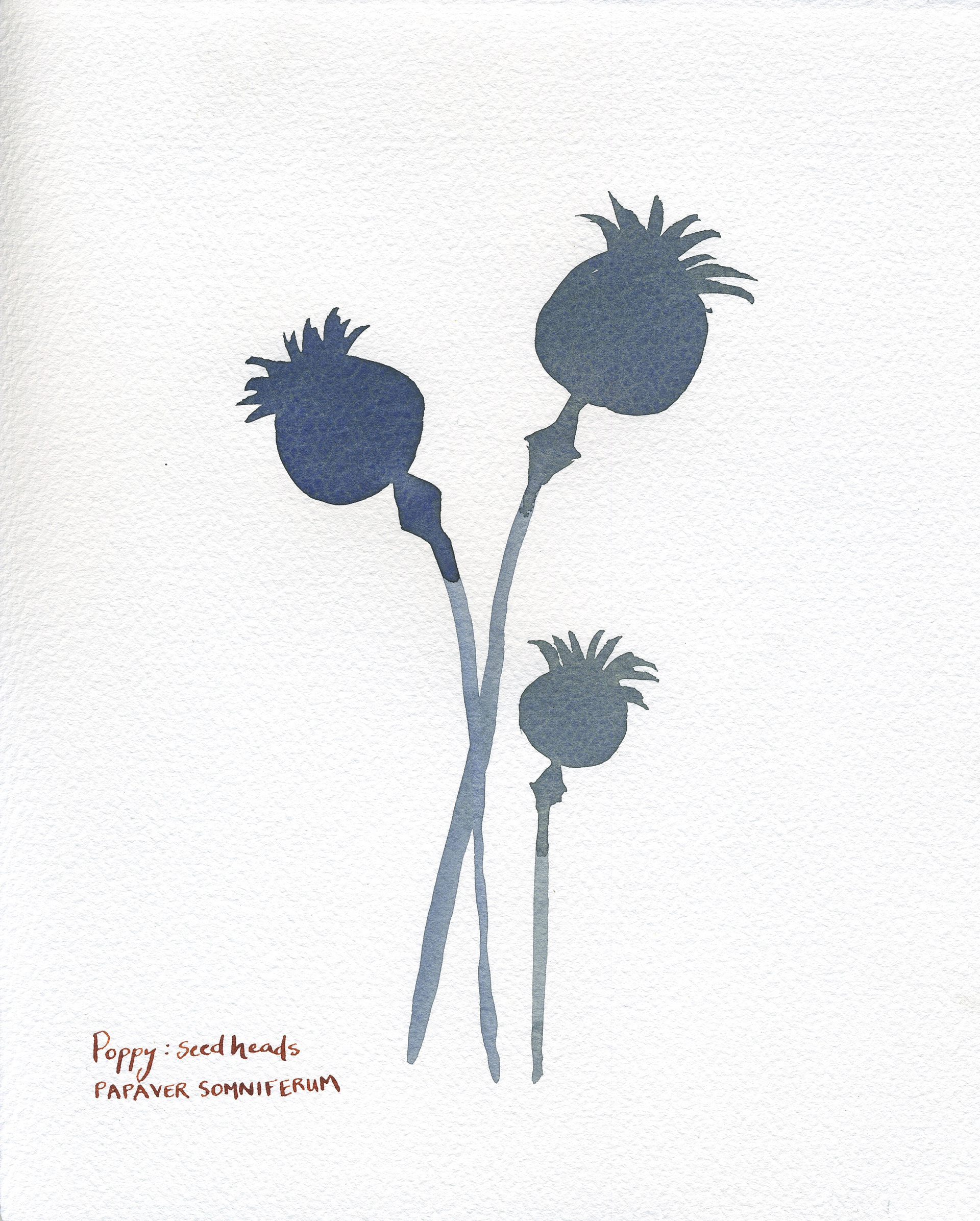 Poppy Seed Heads (2020)