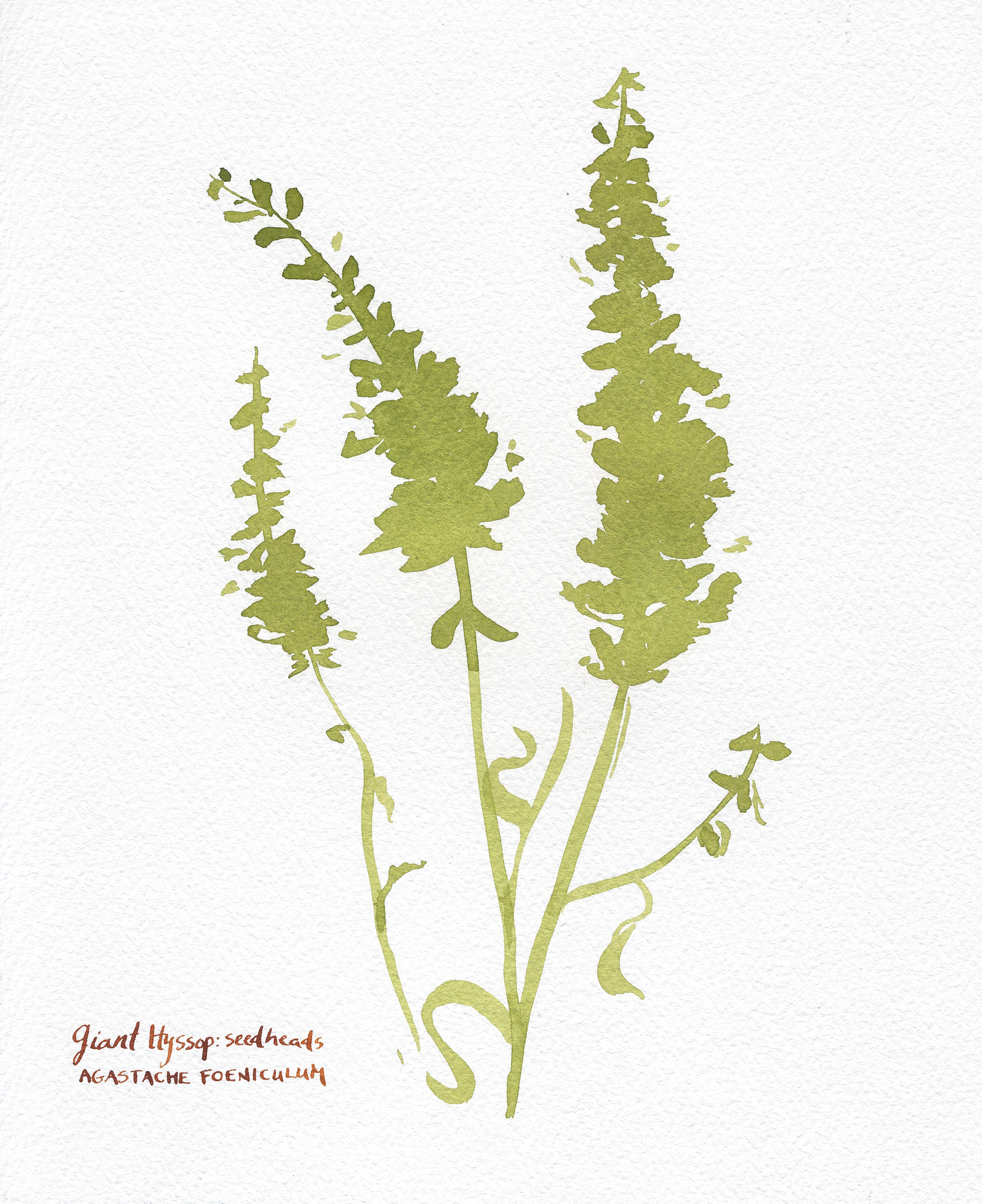 Sea Holly Seed Heads (2020)