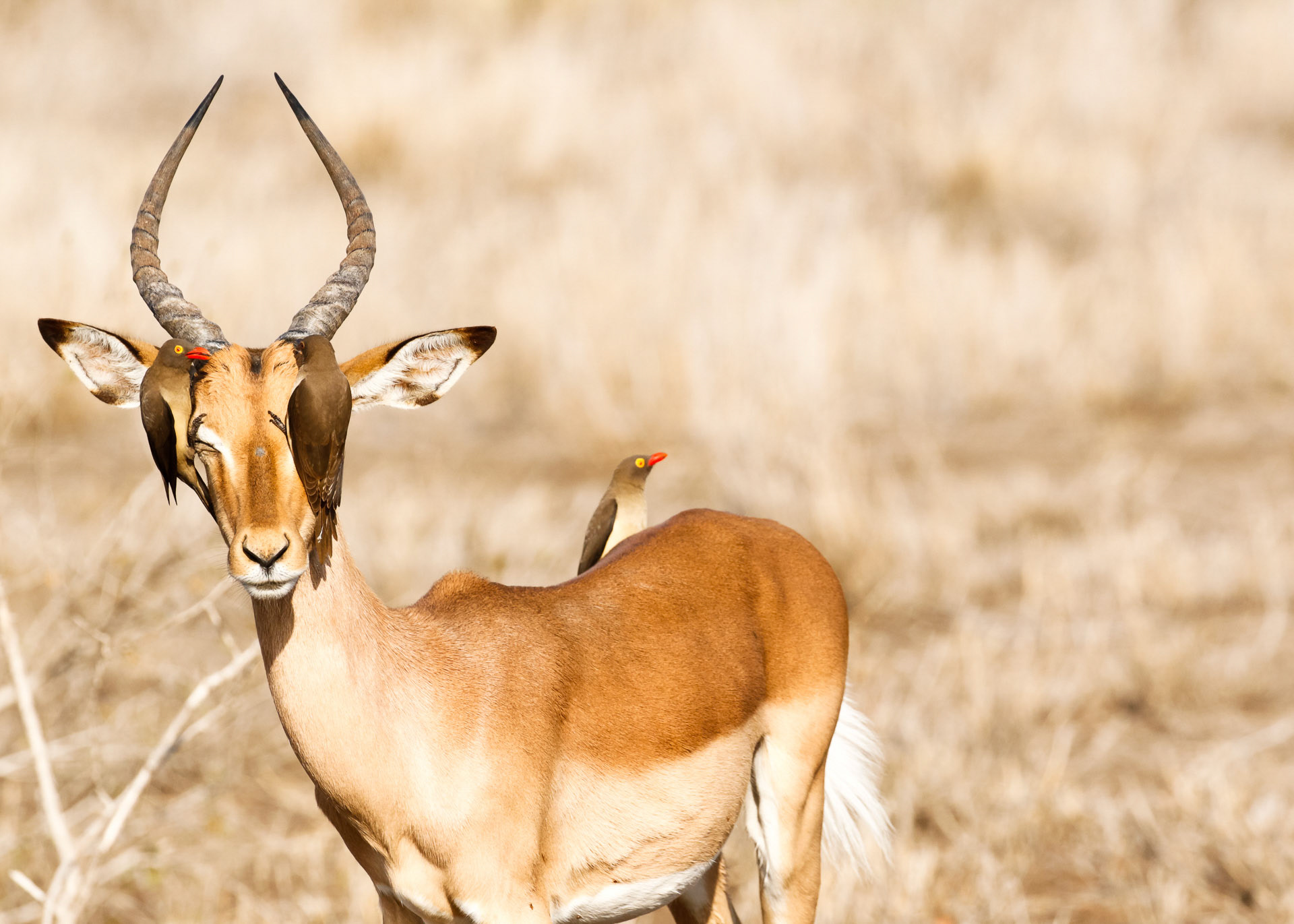 Bufaghe e Impala