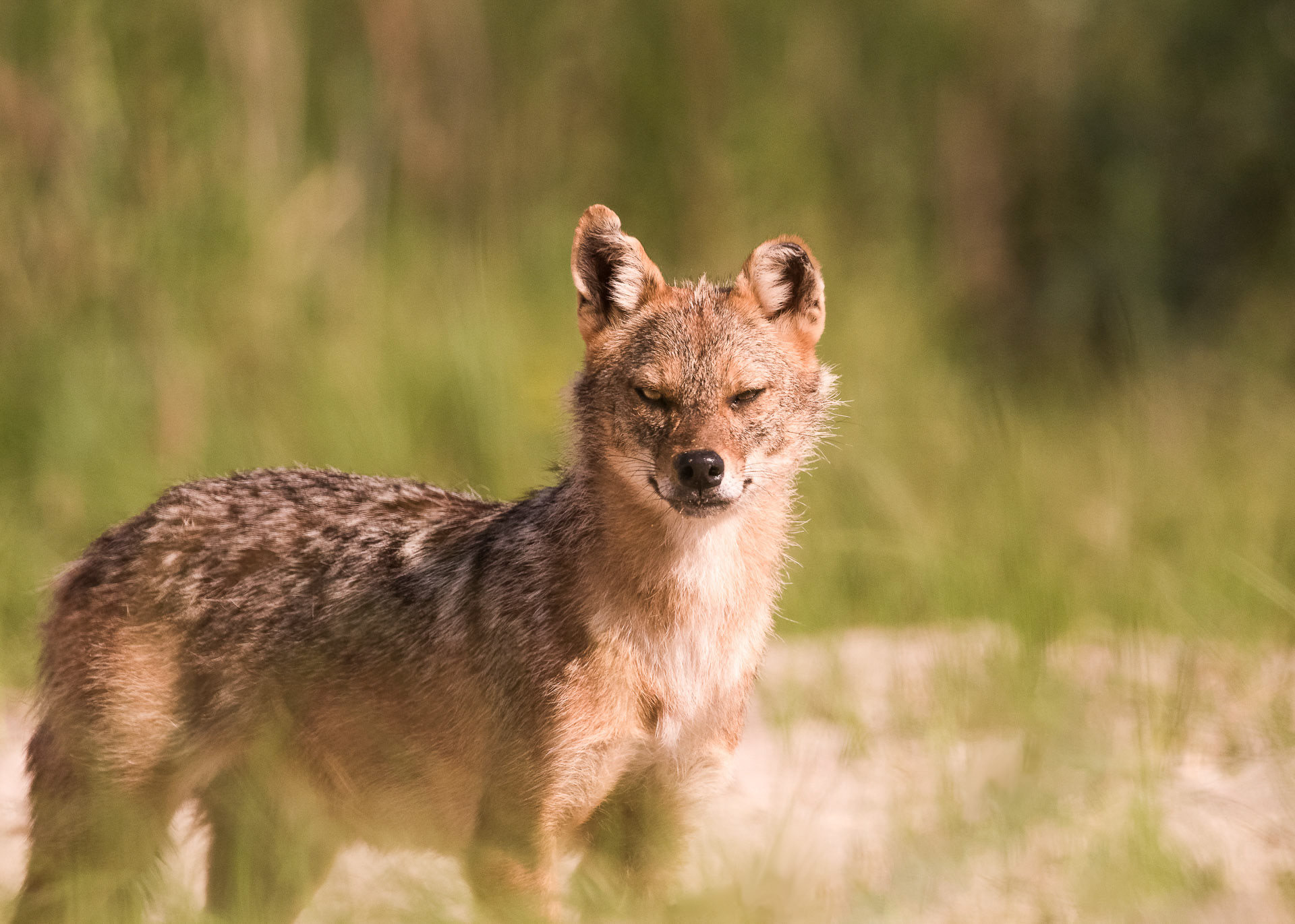 A golden jackal - wildlife - Danube Delta