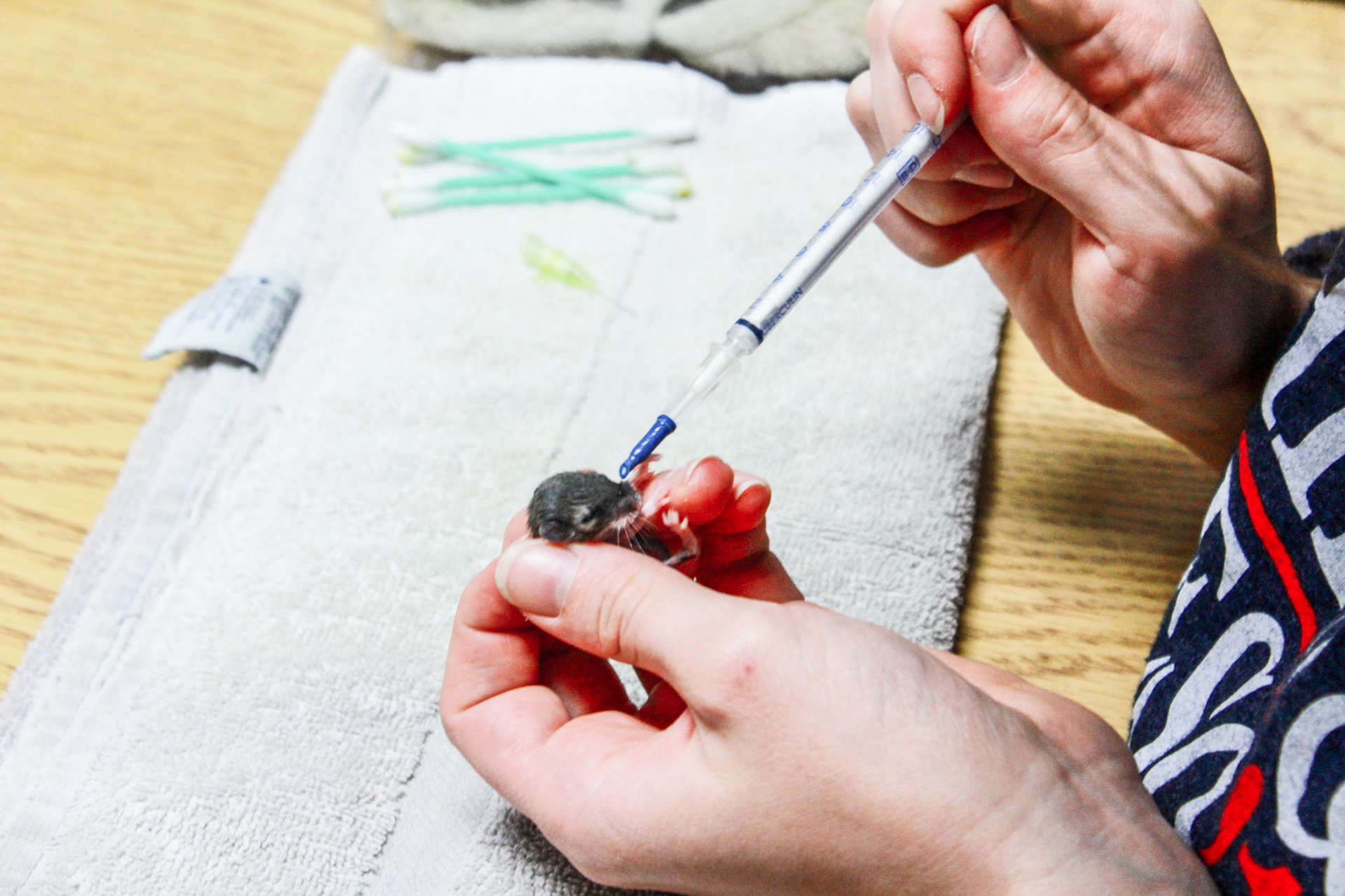 A volunteer hand feeds a baby mouse at WildCare Oklahoma, a rehabilitation center for Oklahoma's wildlife. (The Bison)