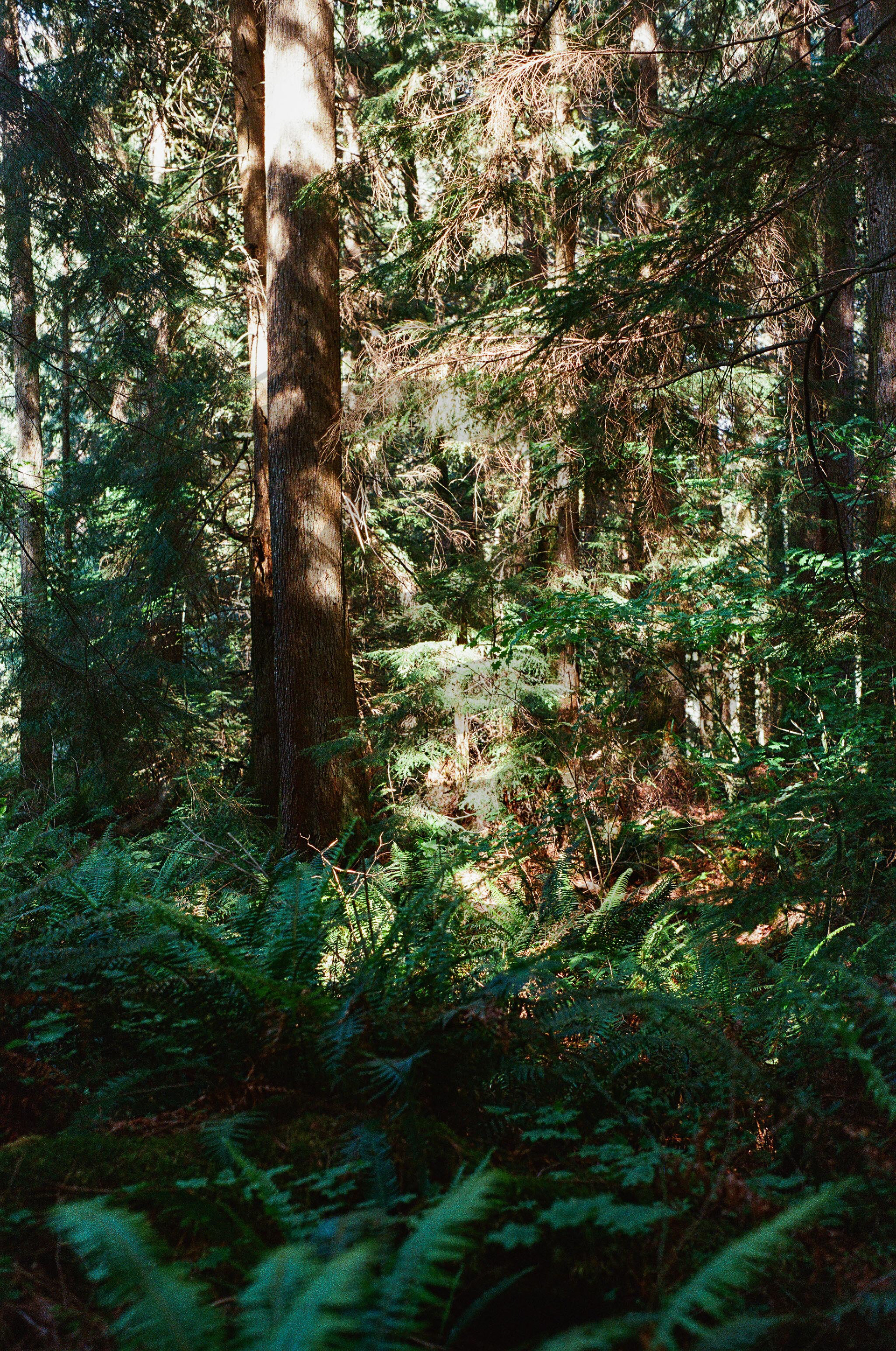 Kodak Ultramax 400