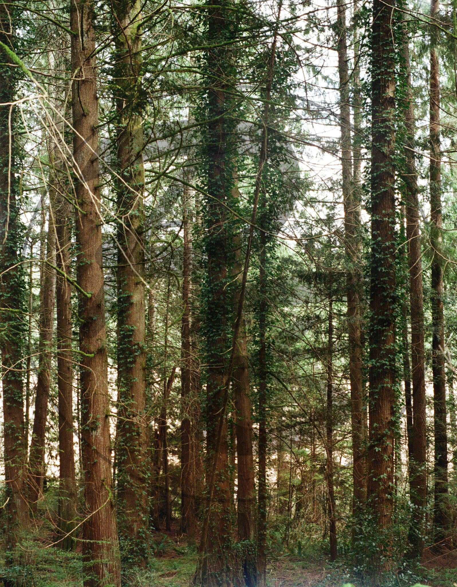 Kodak Ultramax 400