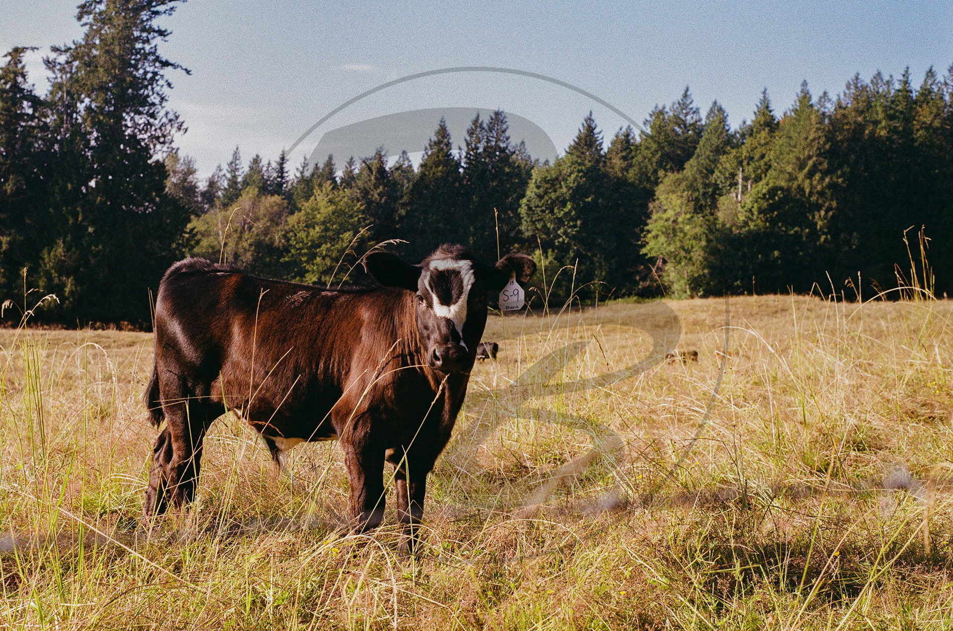 Fugifilm 200 Daylight and Flash