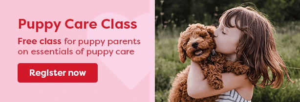 Puppy Care Class Banner - Mobile