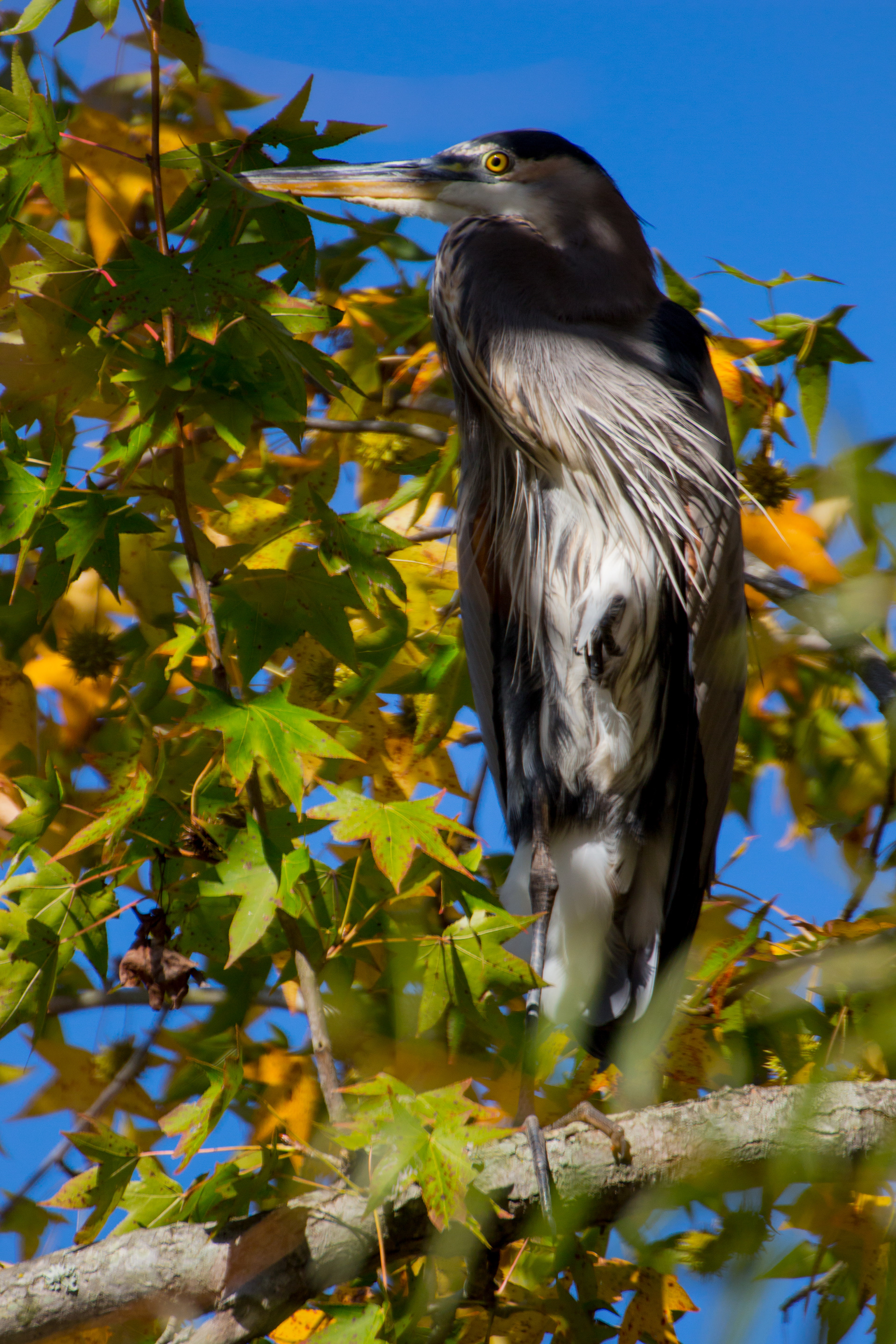 Wildlife Photography