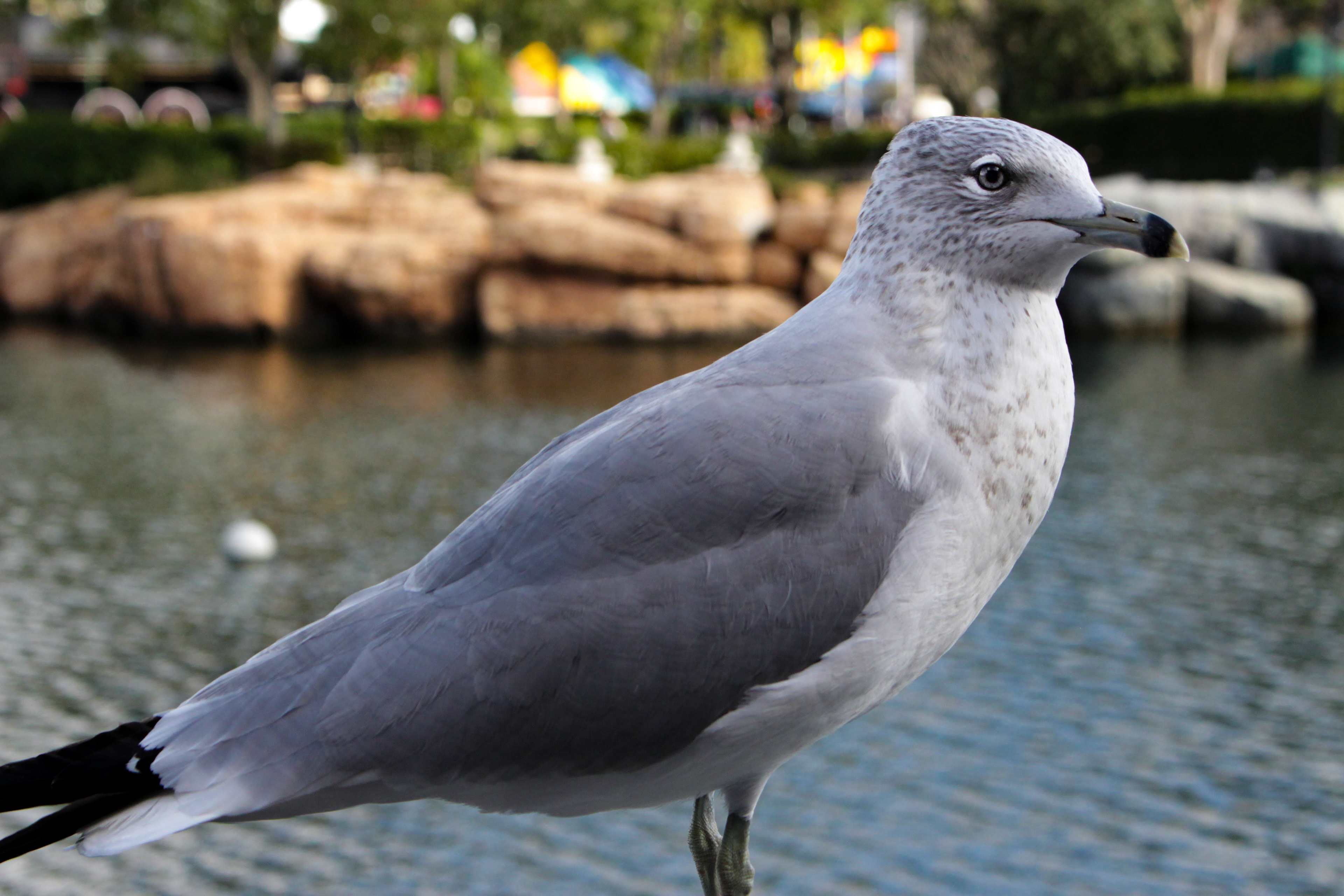 Wildlife Photography