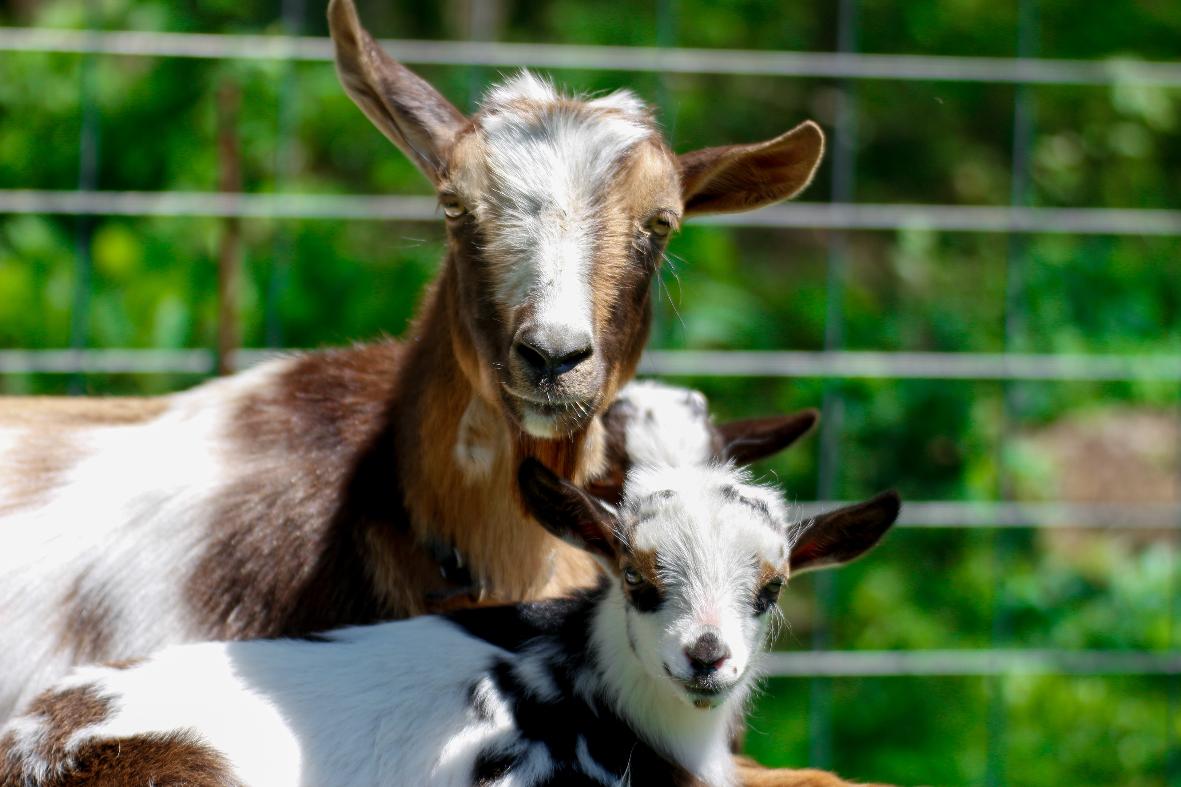 Portrait Photography