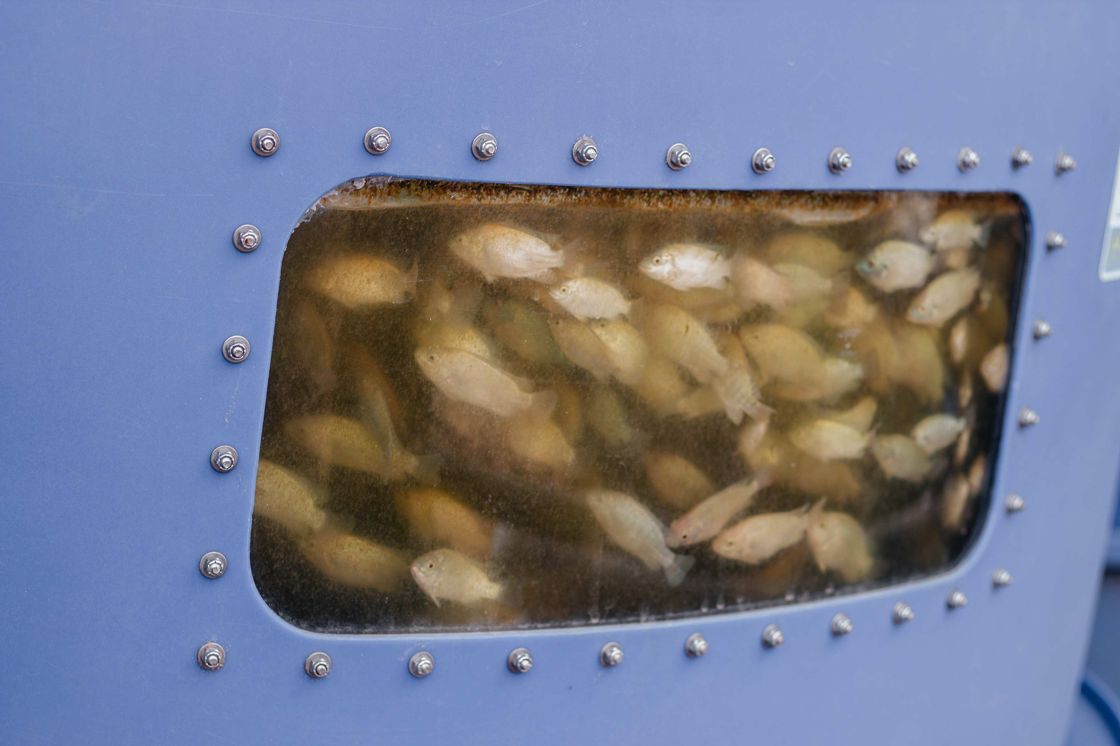 tilapia production