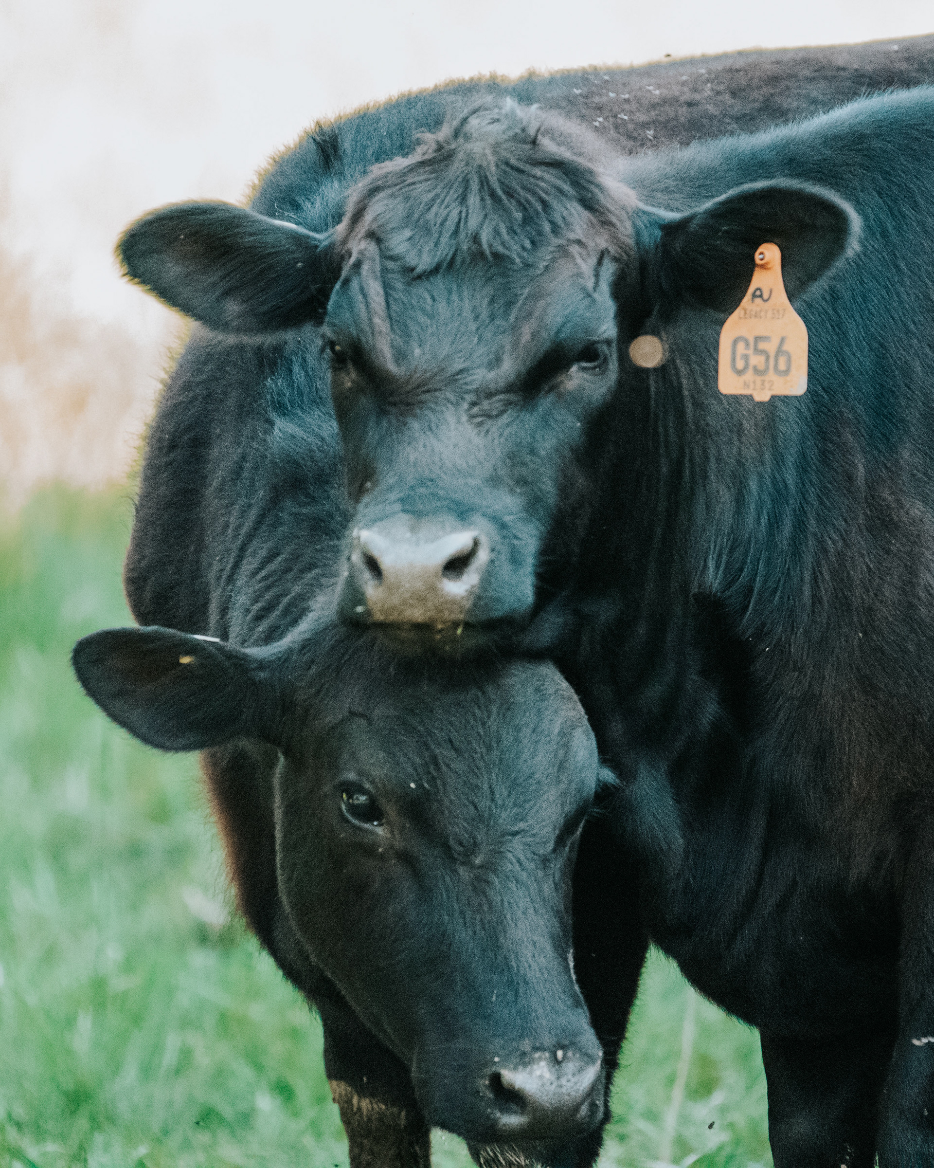 AU Cattle