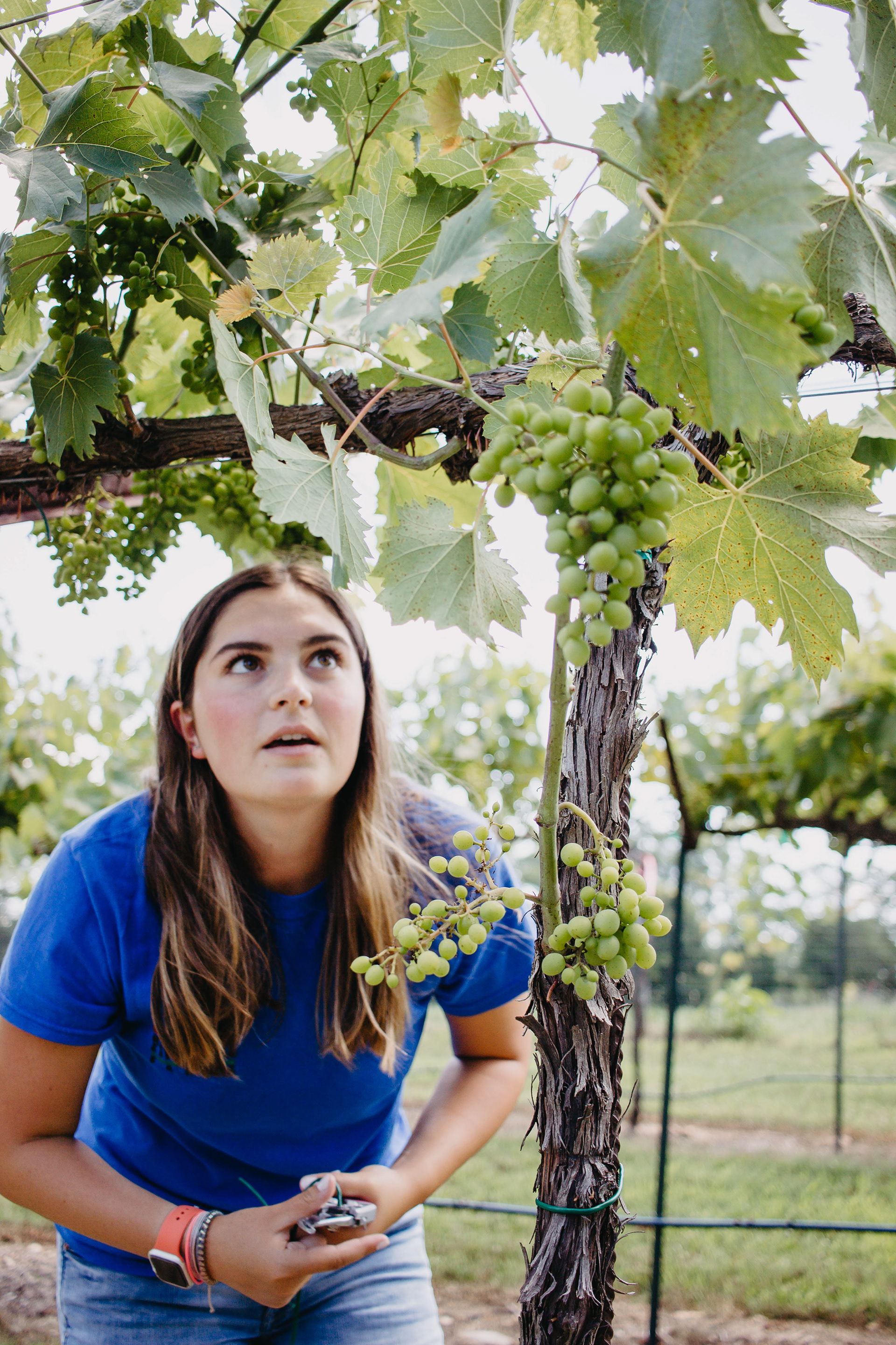 Alex prepares the grapes