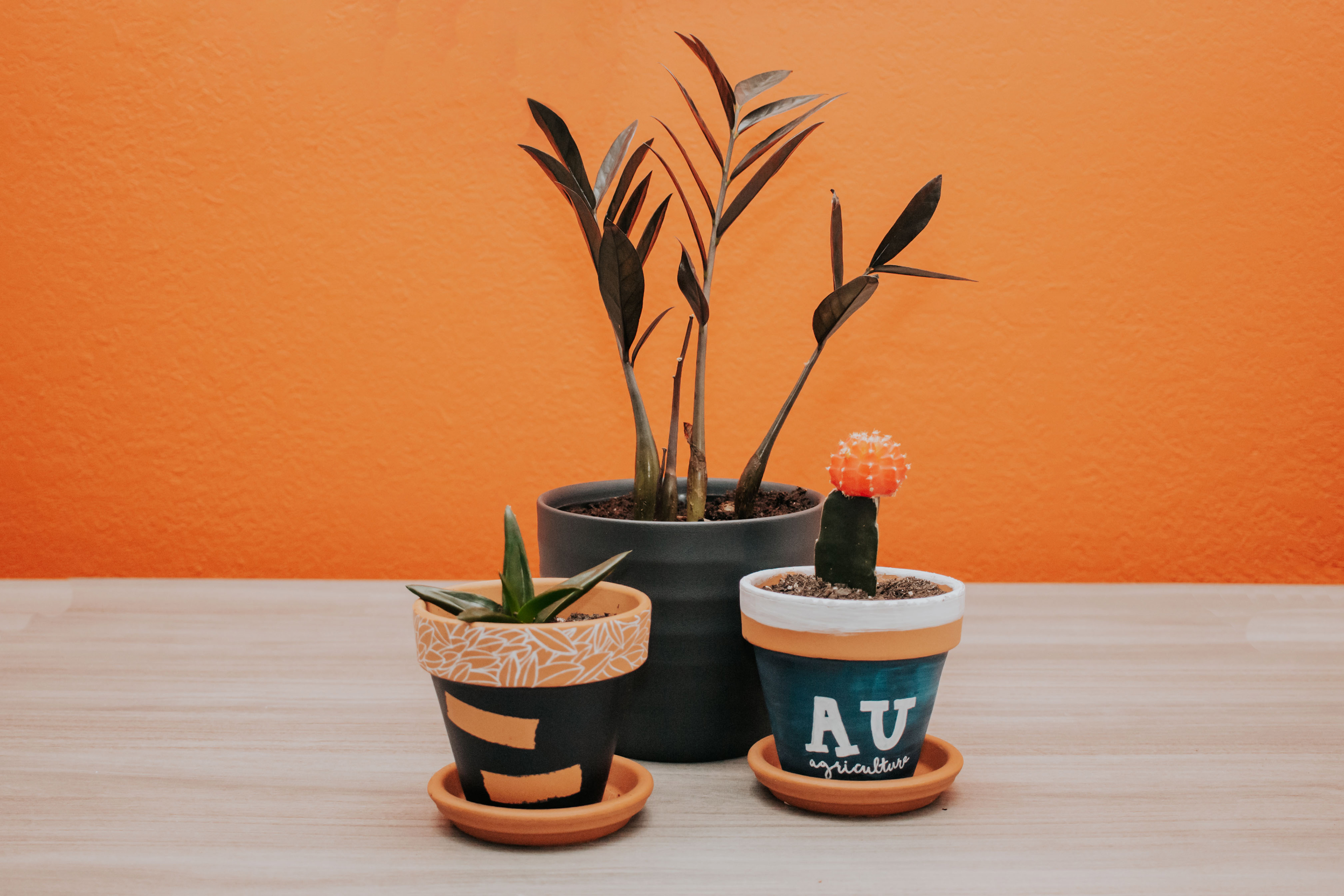 easy keeper house plants for students