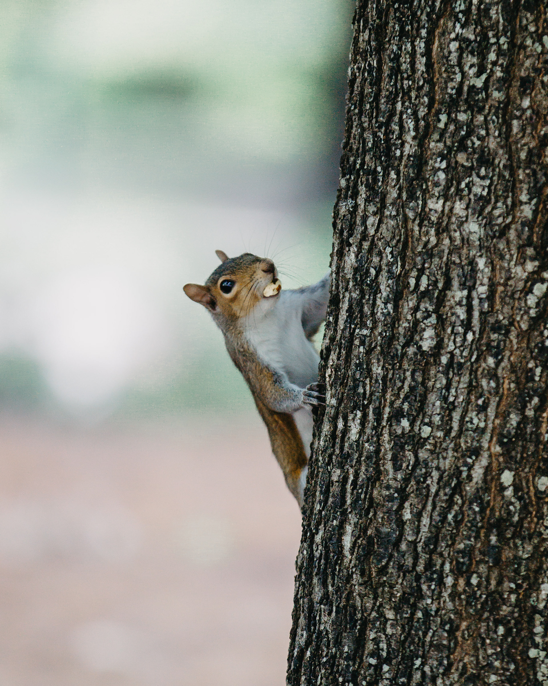 a squirrel climbs a tree outside of the Student Center
