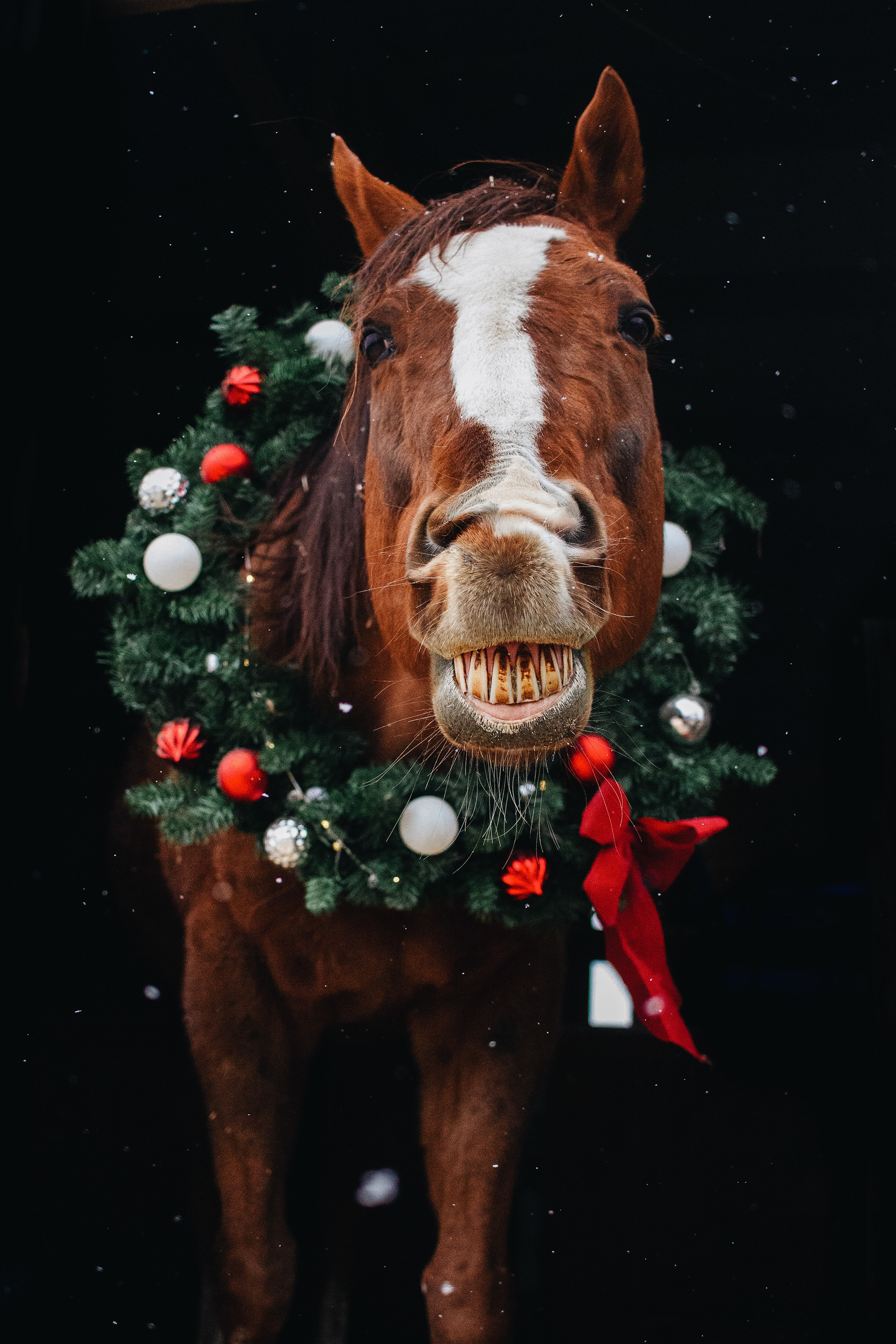 Christmas Photos