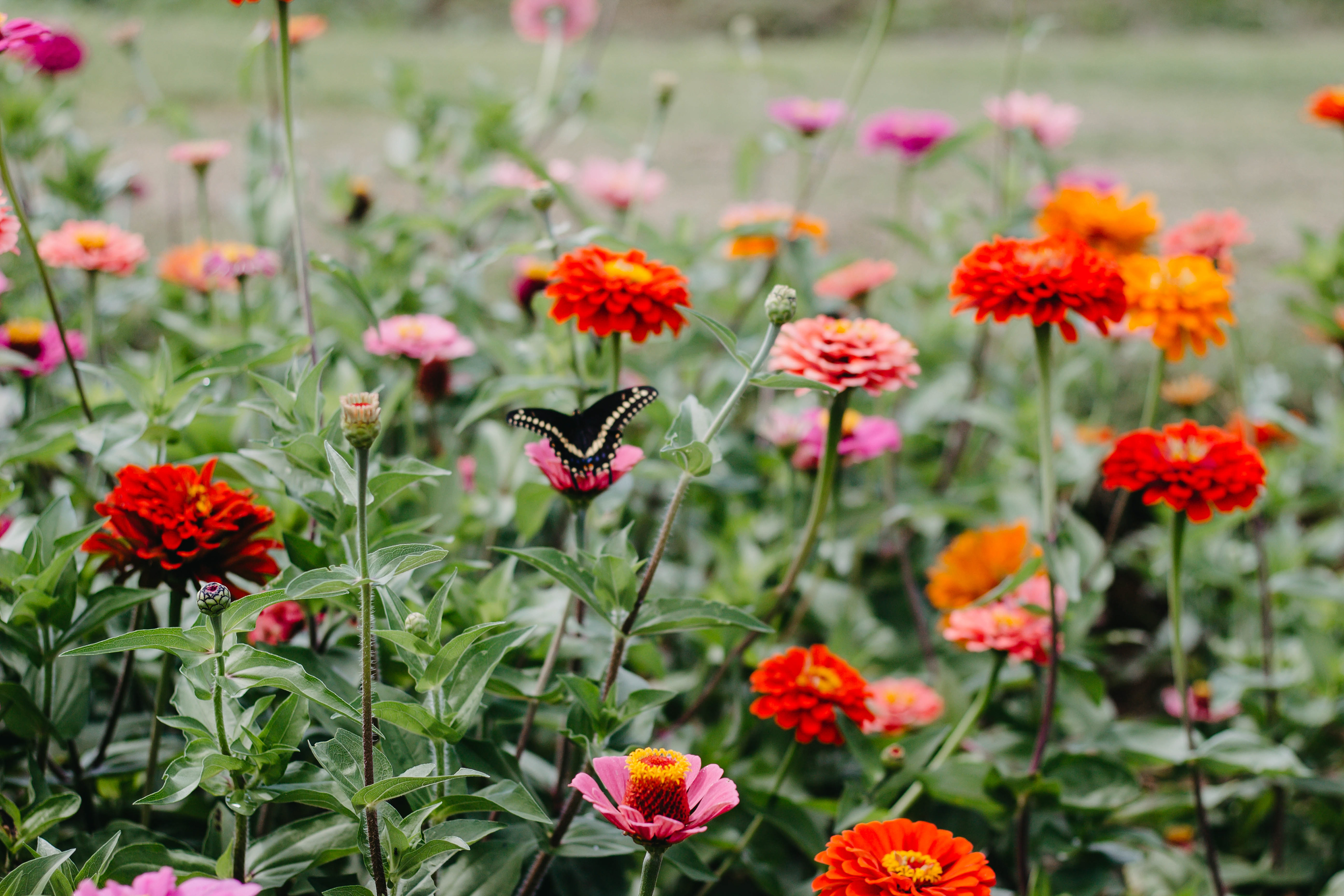 pollination outside the fishery