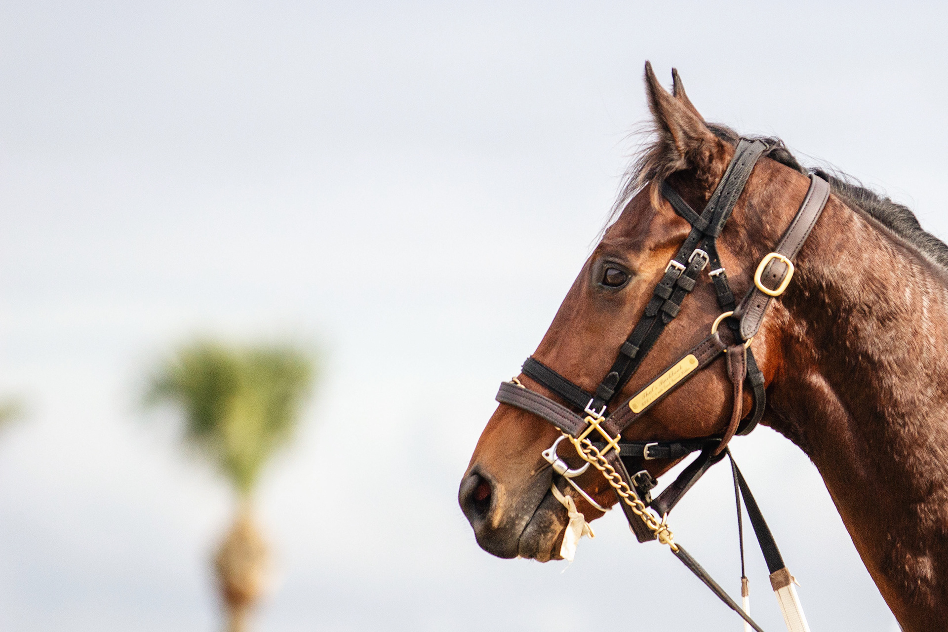 Tampa Bay Downs