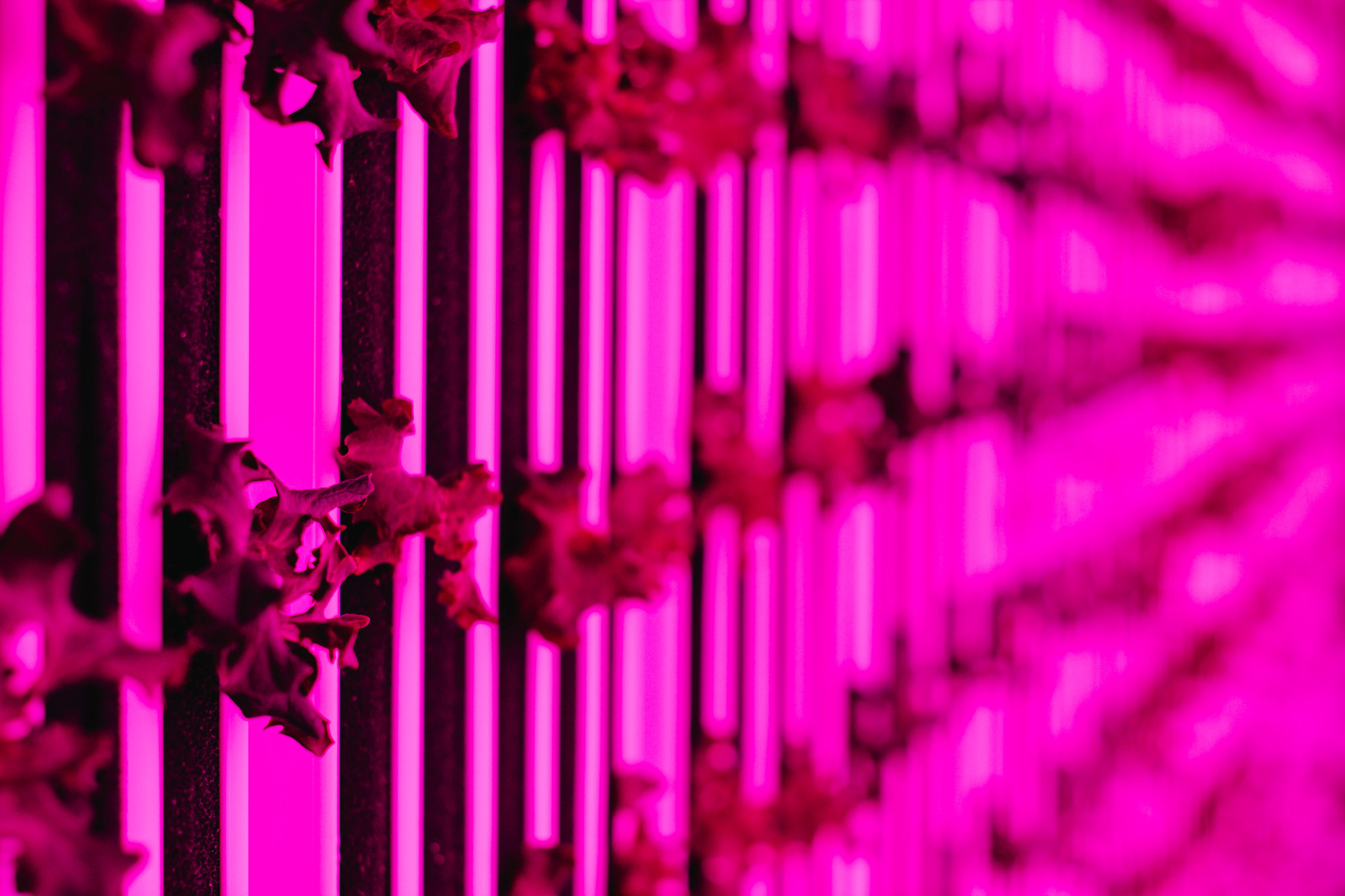 Vertical Farming under the lights