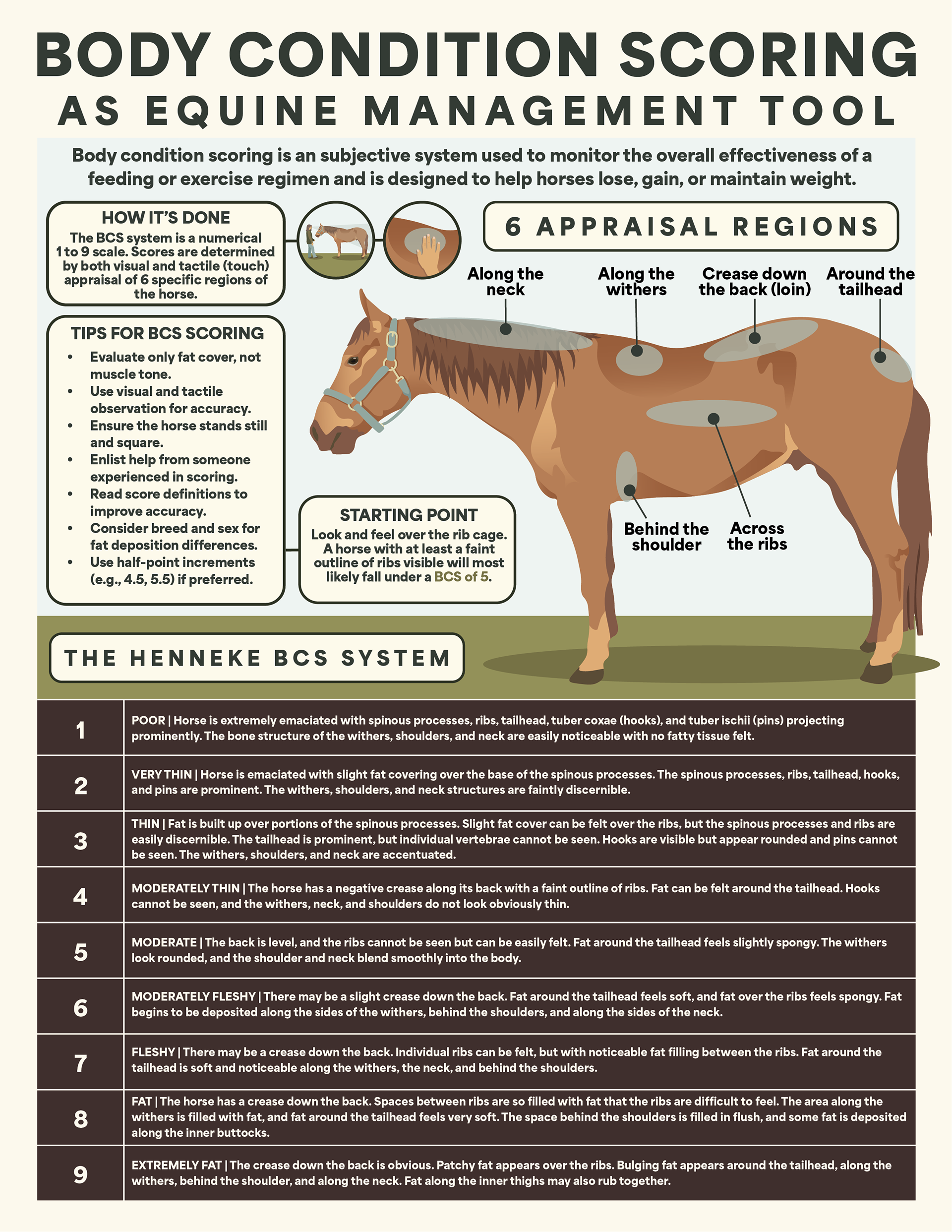 Extension BCS Infographic