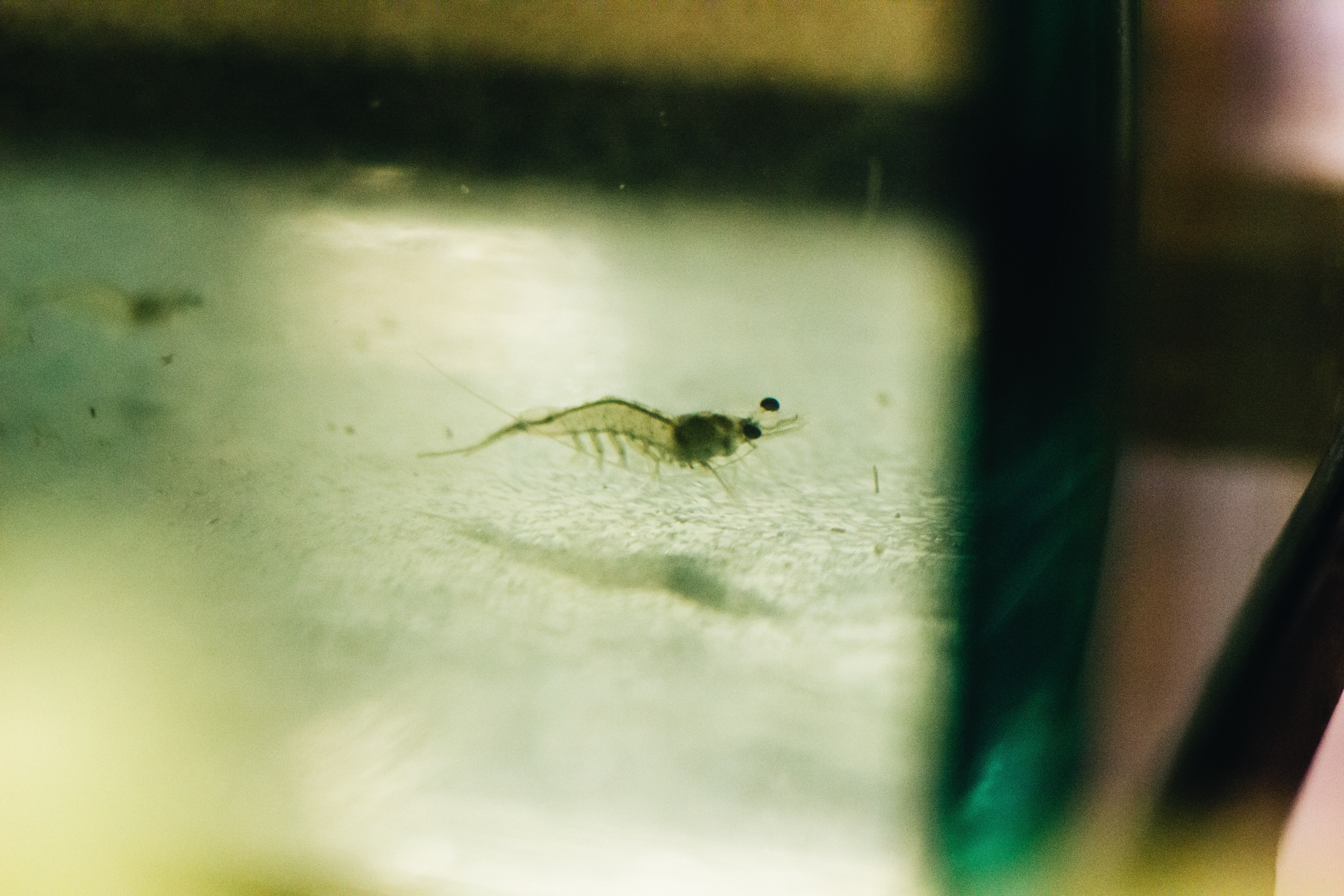 shrimp at the Auburn Fisheries