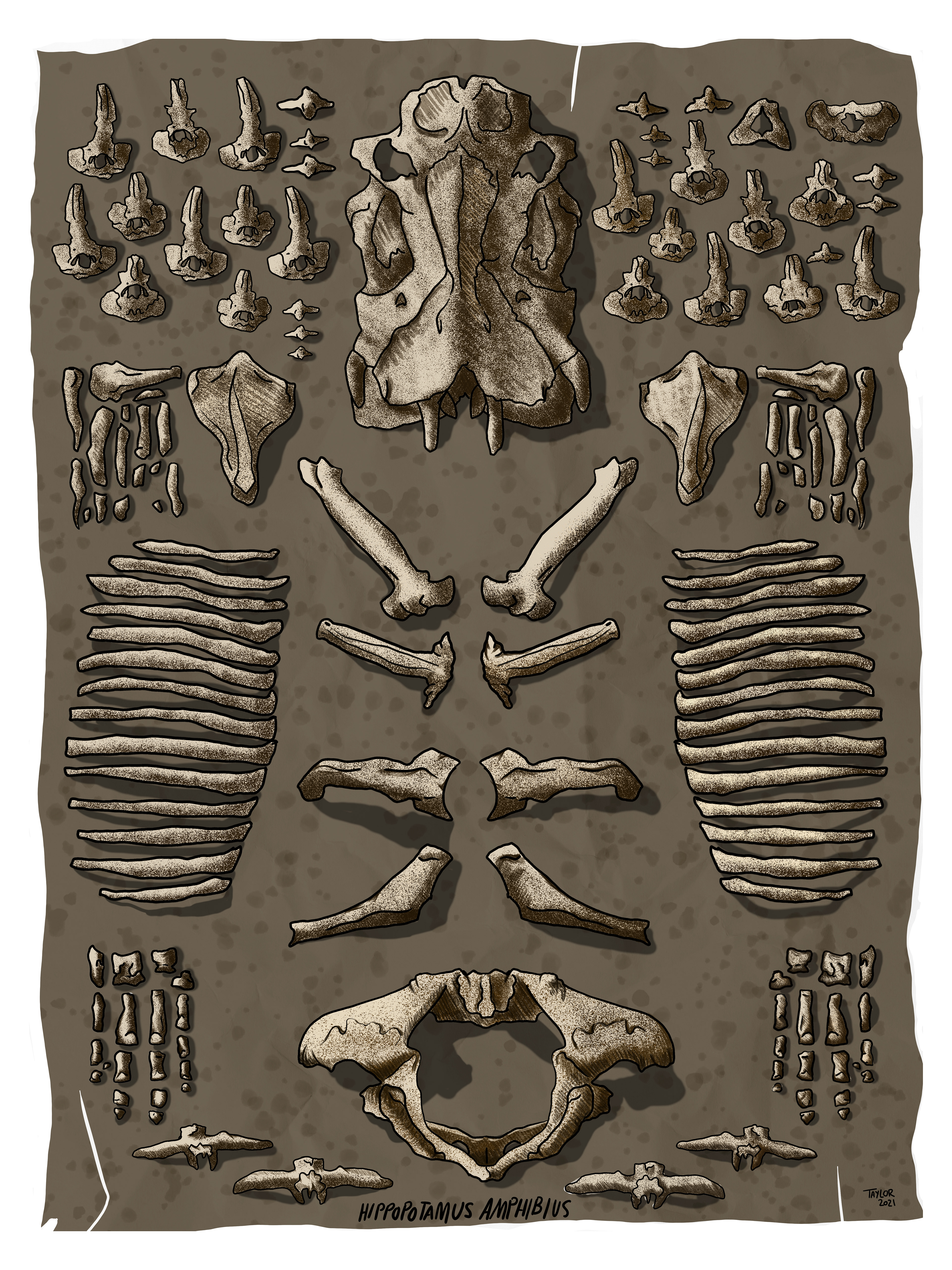 Hippo Bones Flat Lay - Scientific Illustration