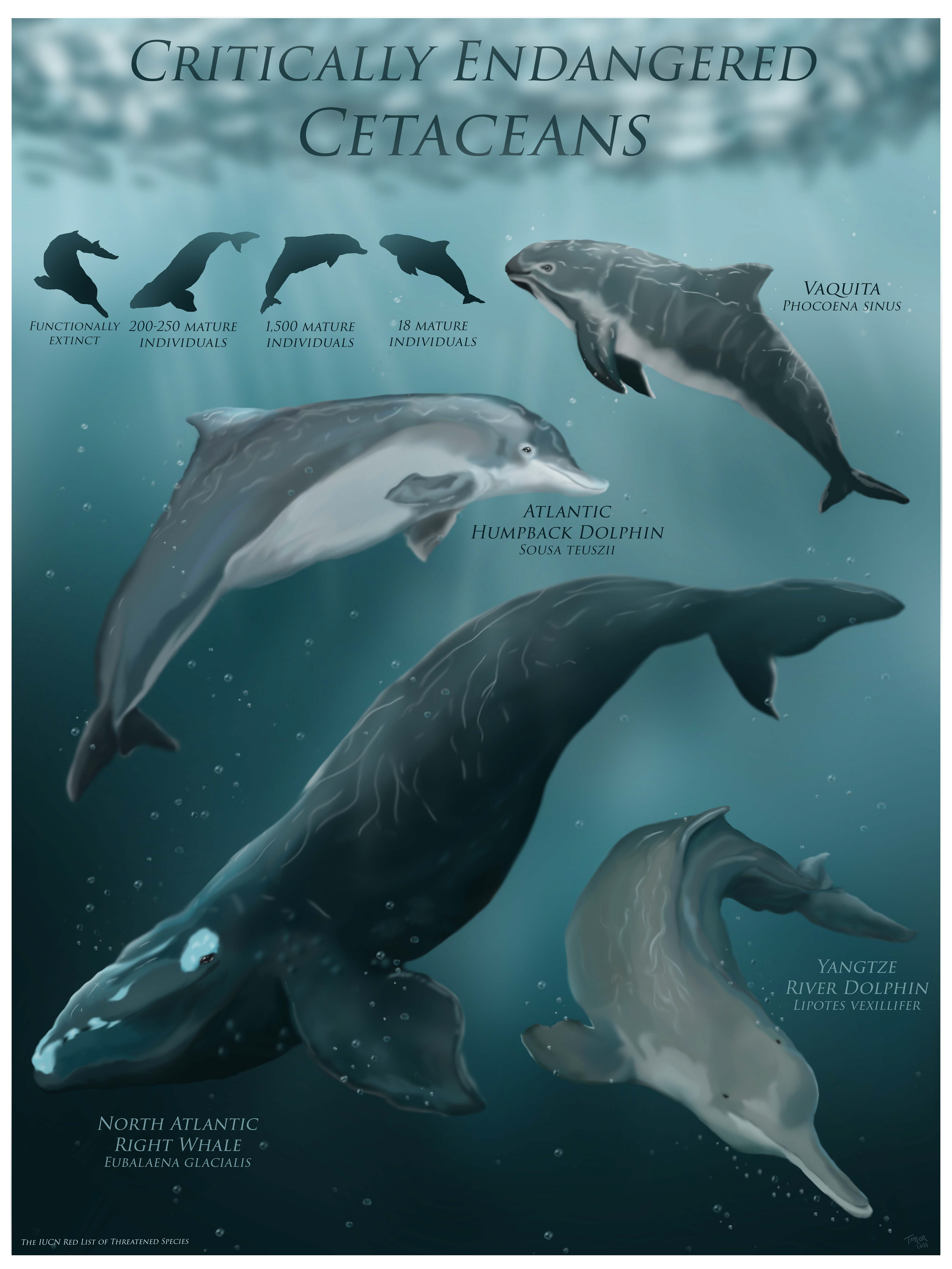 Critically Endangered Cetaceans - Scientific Illustration