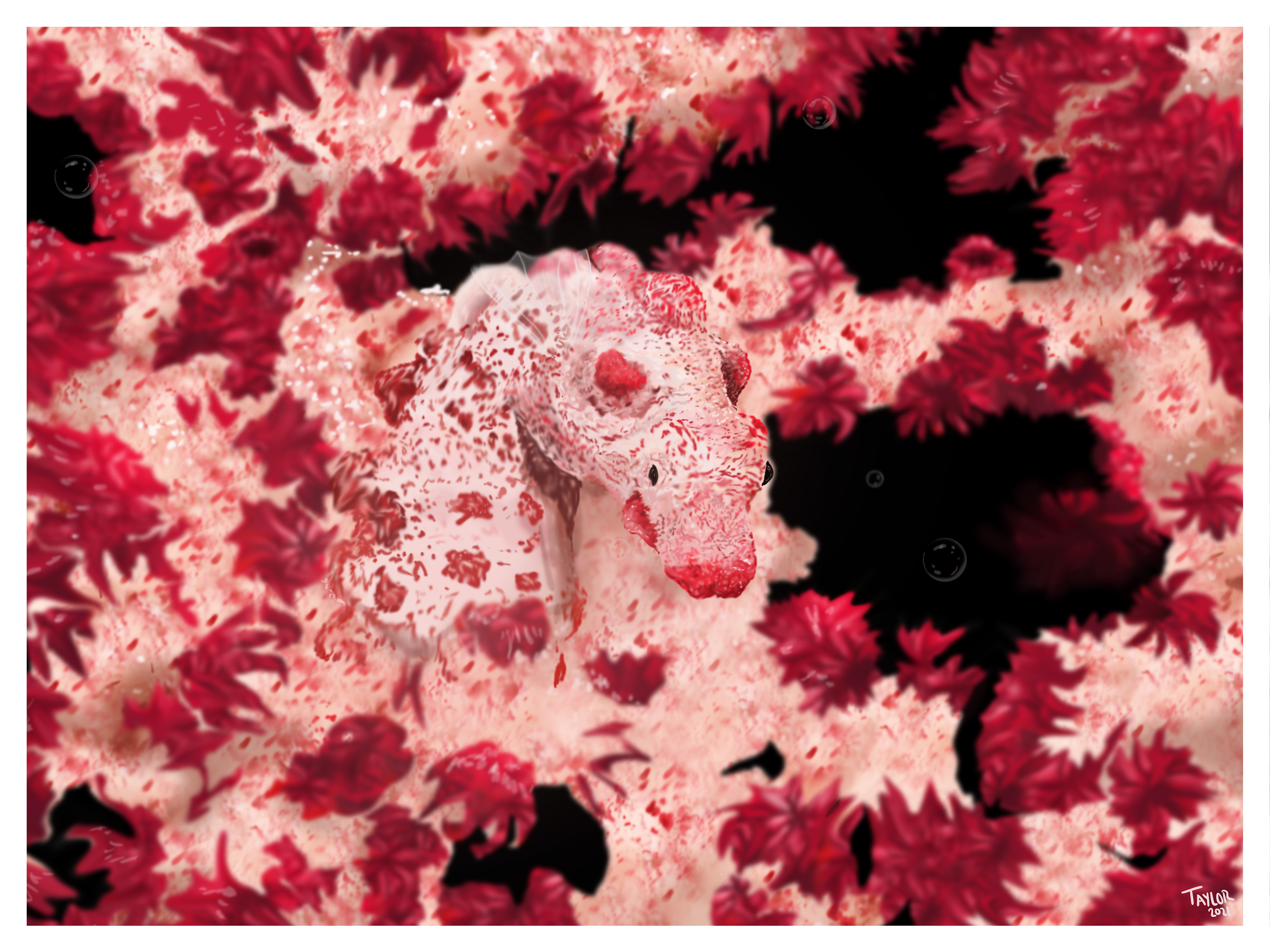 Pygmy Seahorse - Scientific Illustration