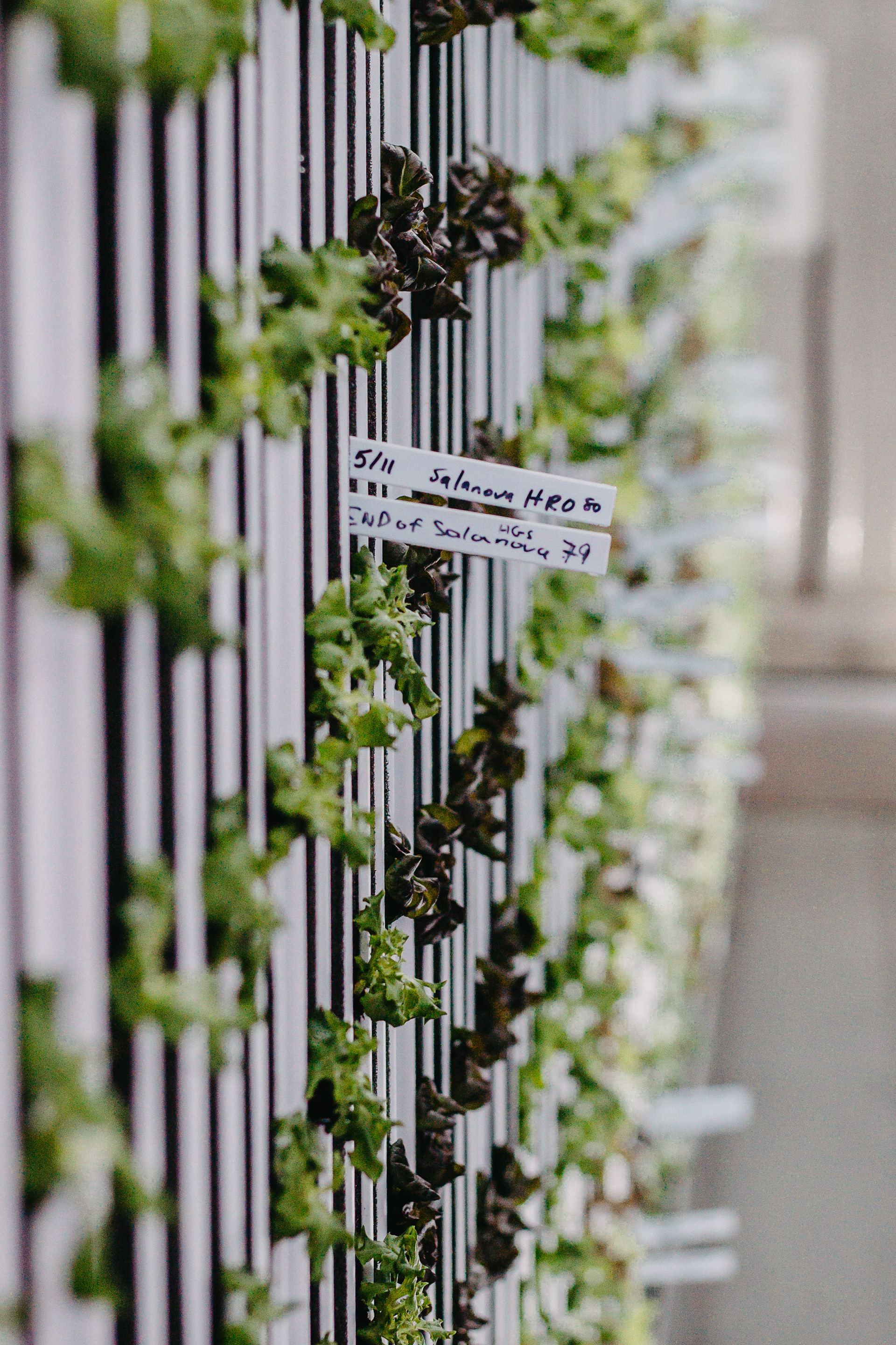 The new plants installed in the Vertical Farms