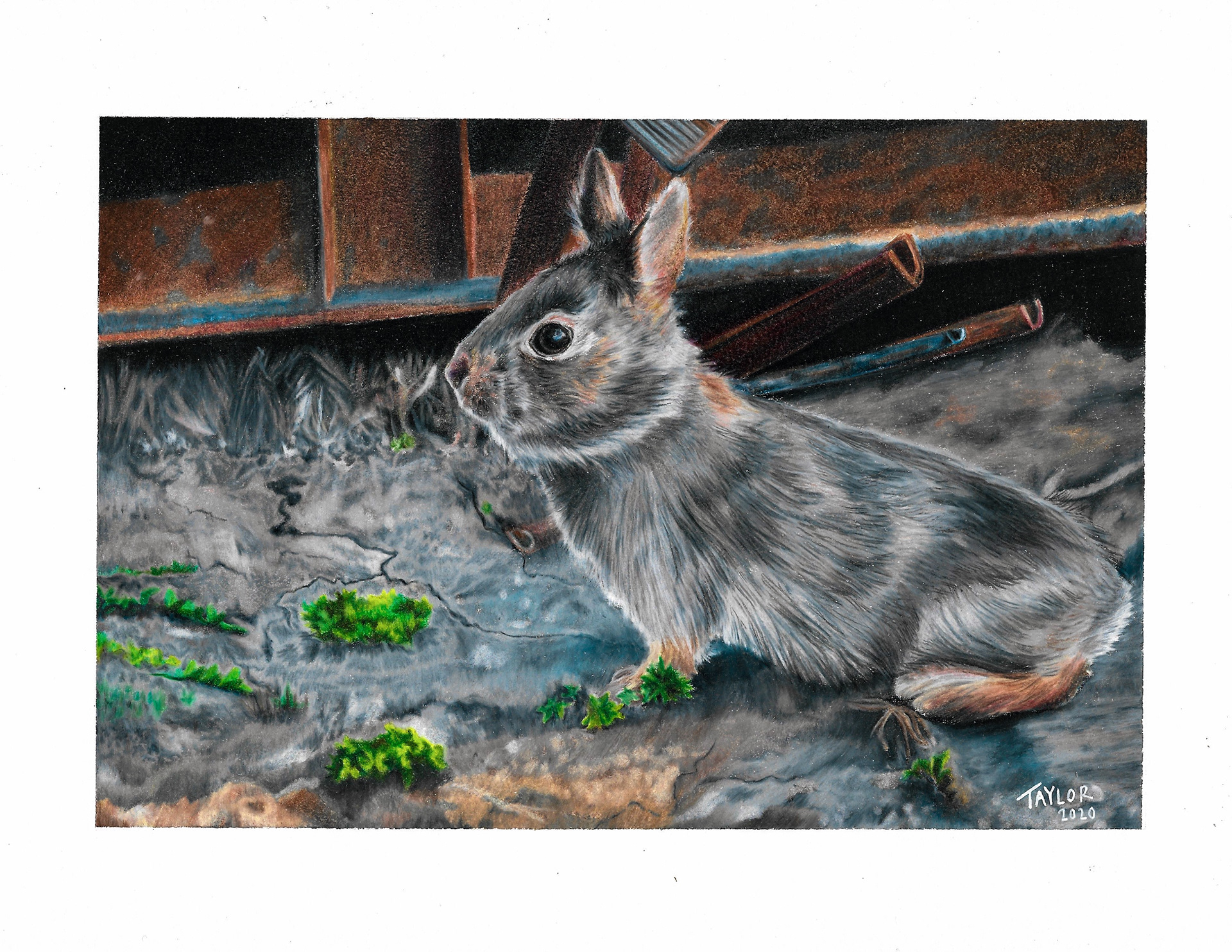 Backyard Bunny - Colored Pencil