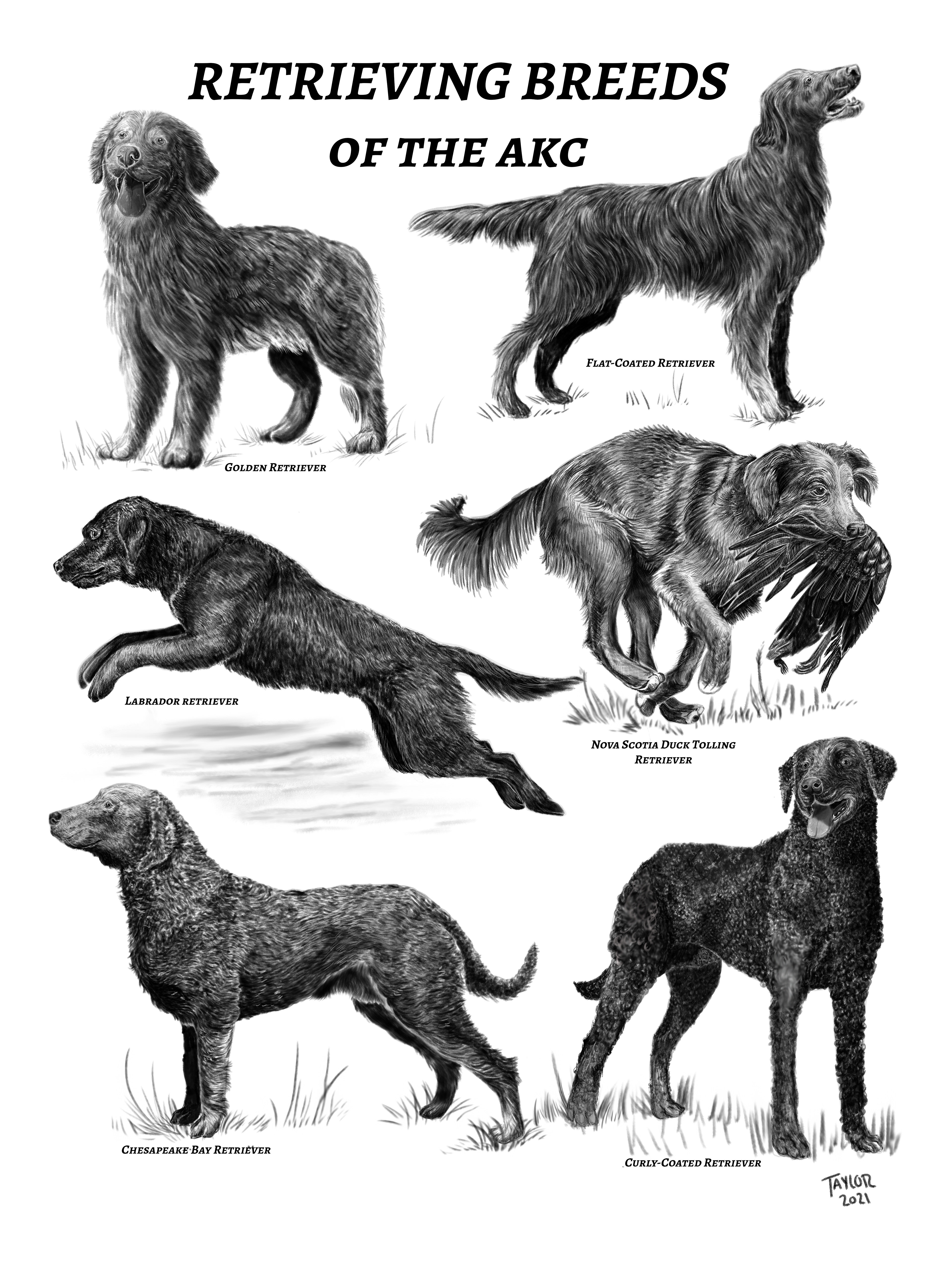 Retrieving Breeds Poster - Scientific Illustration