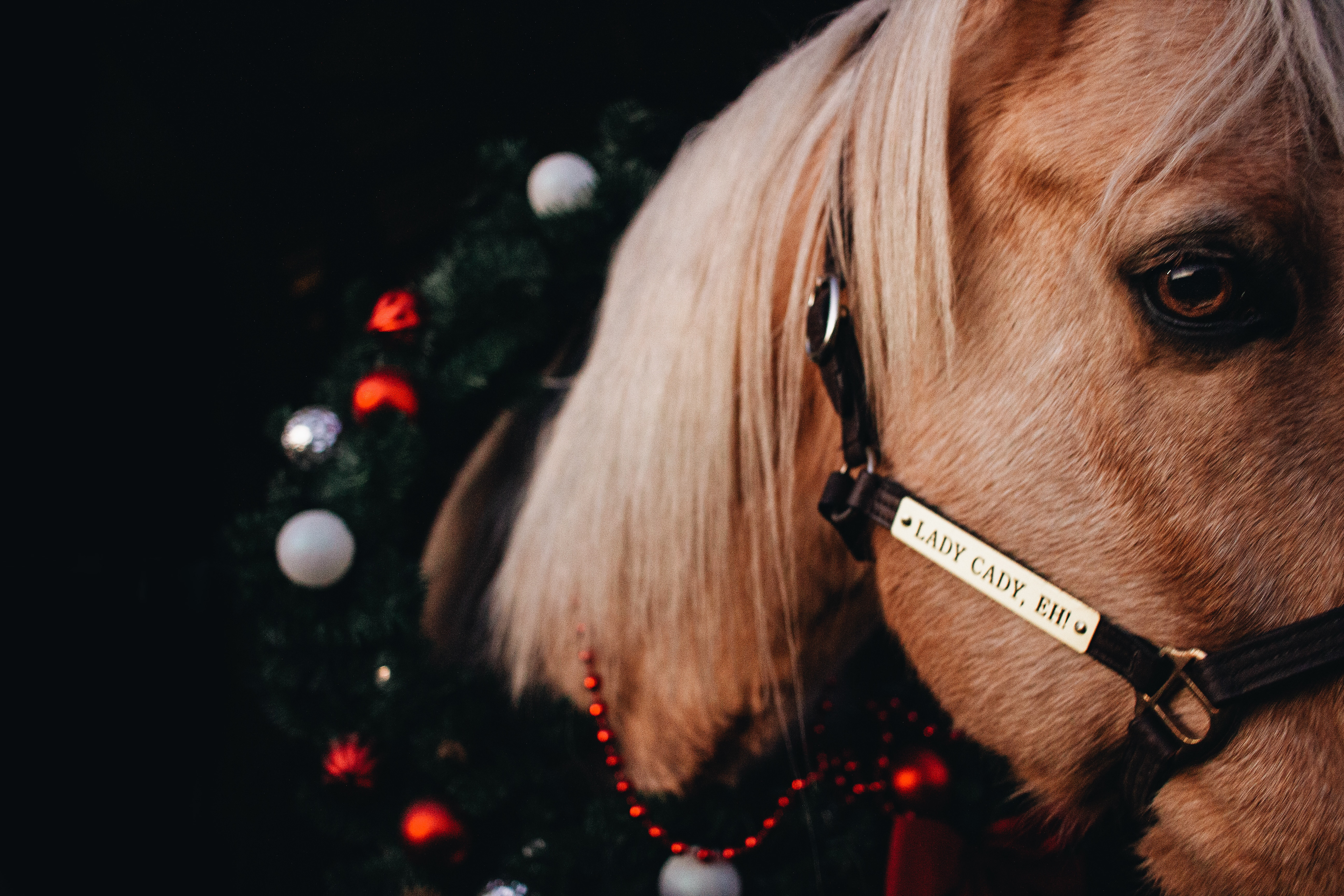 Christmas Photos