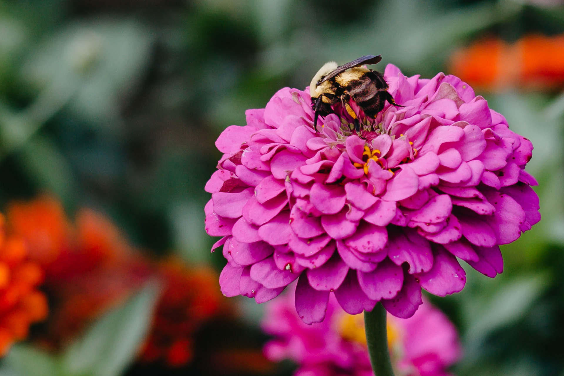 pollination outside the fishery