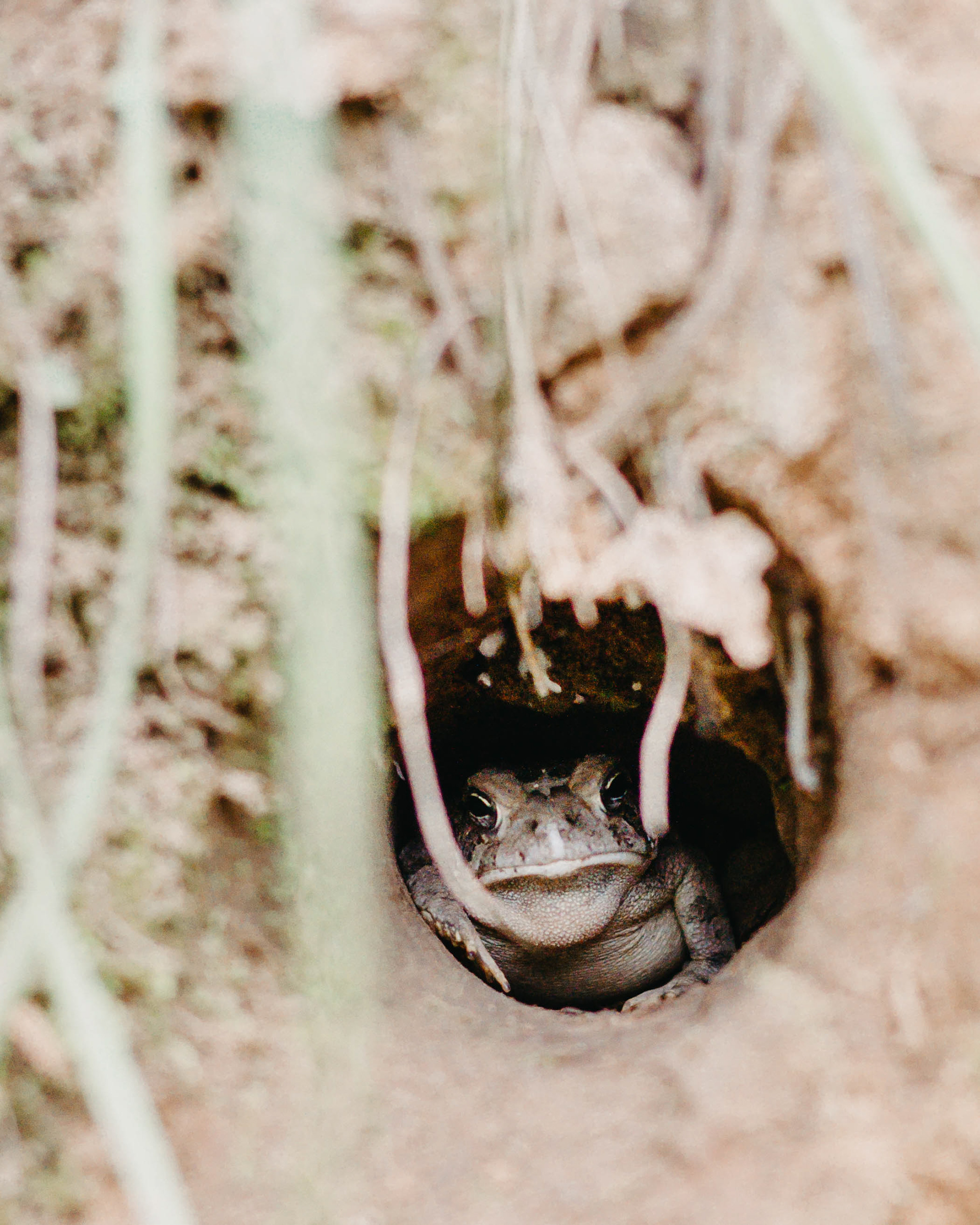 the toad in the tree at Chewacla