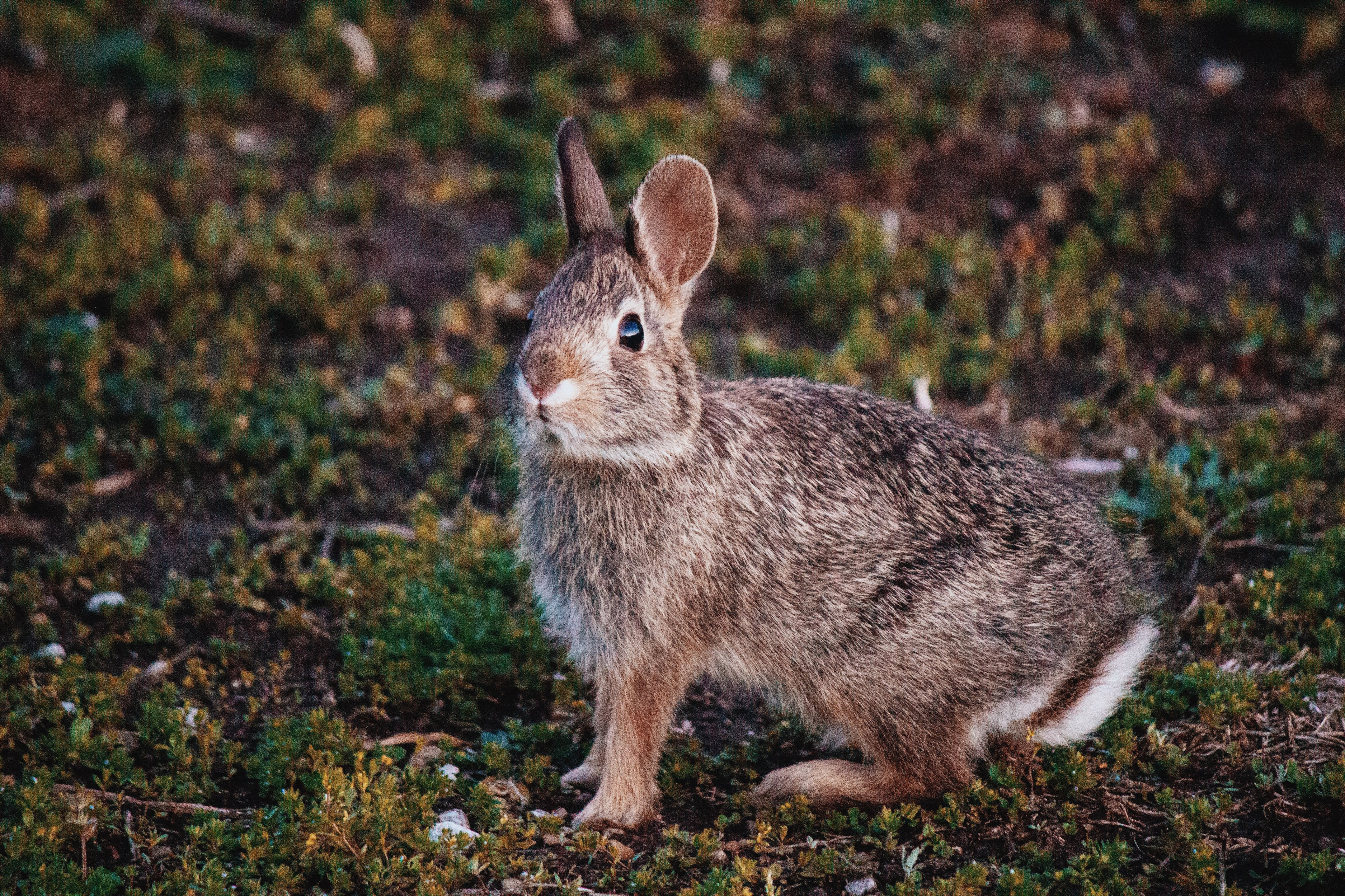 Yard Rabbit