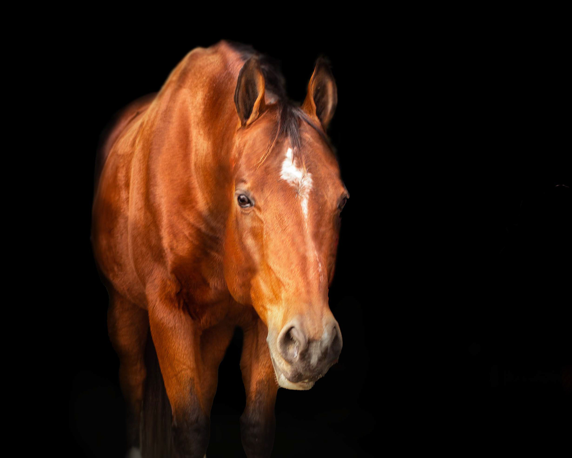 Equine Marketing