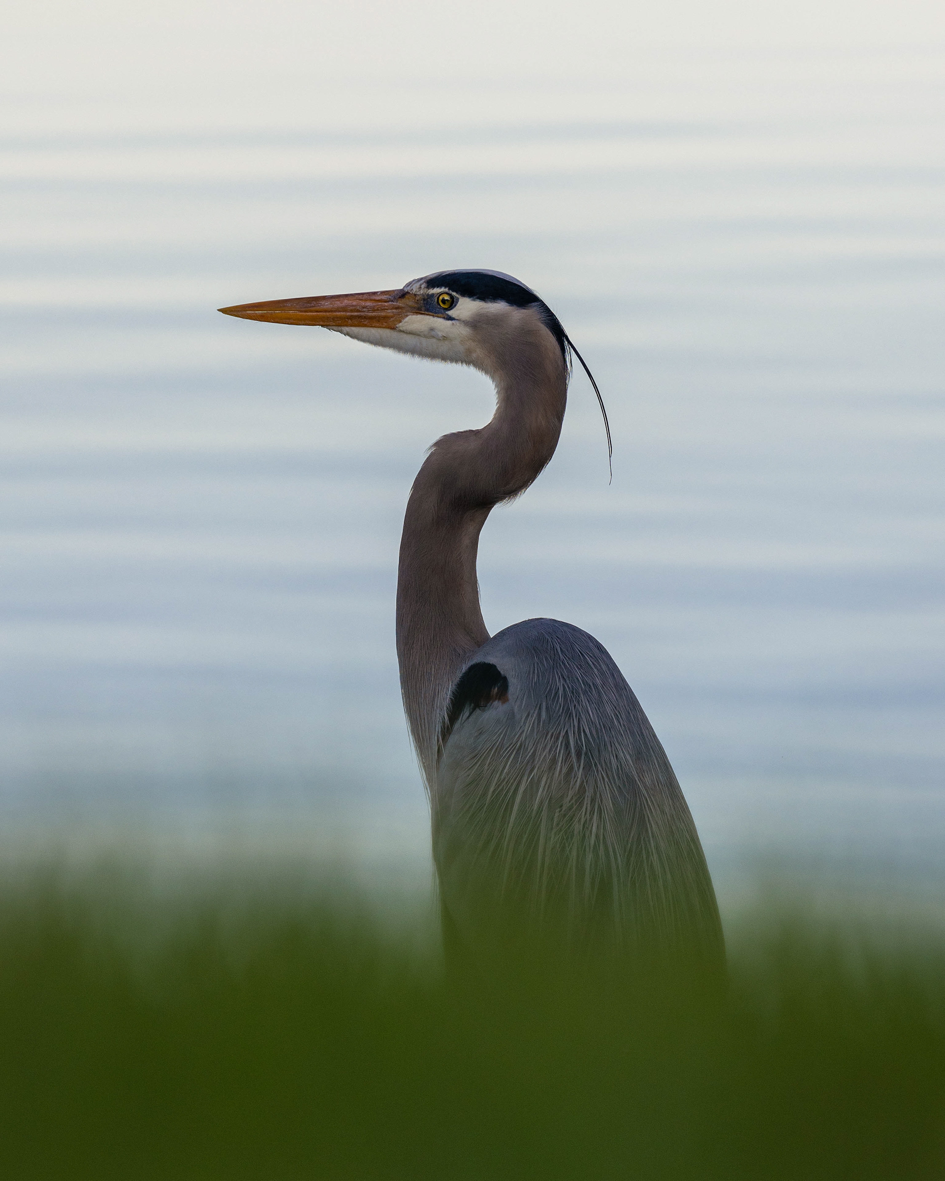 Grey Heron