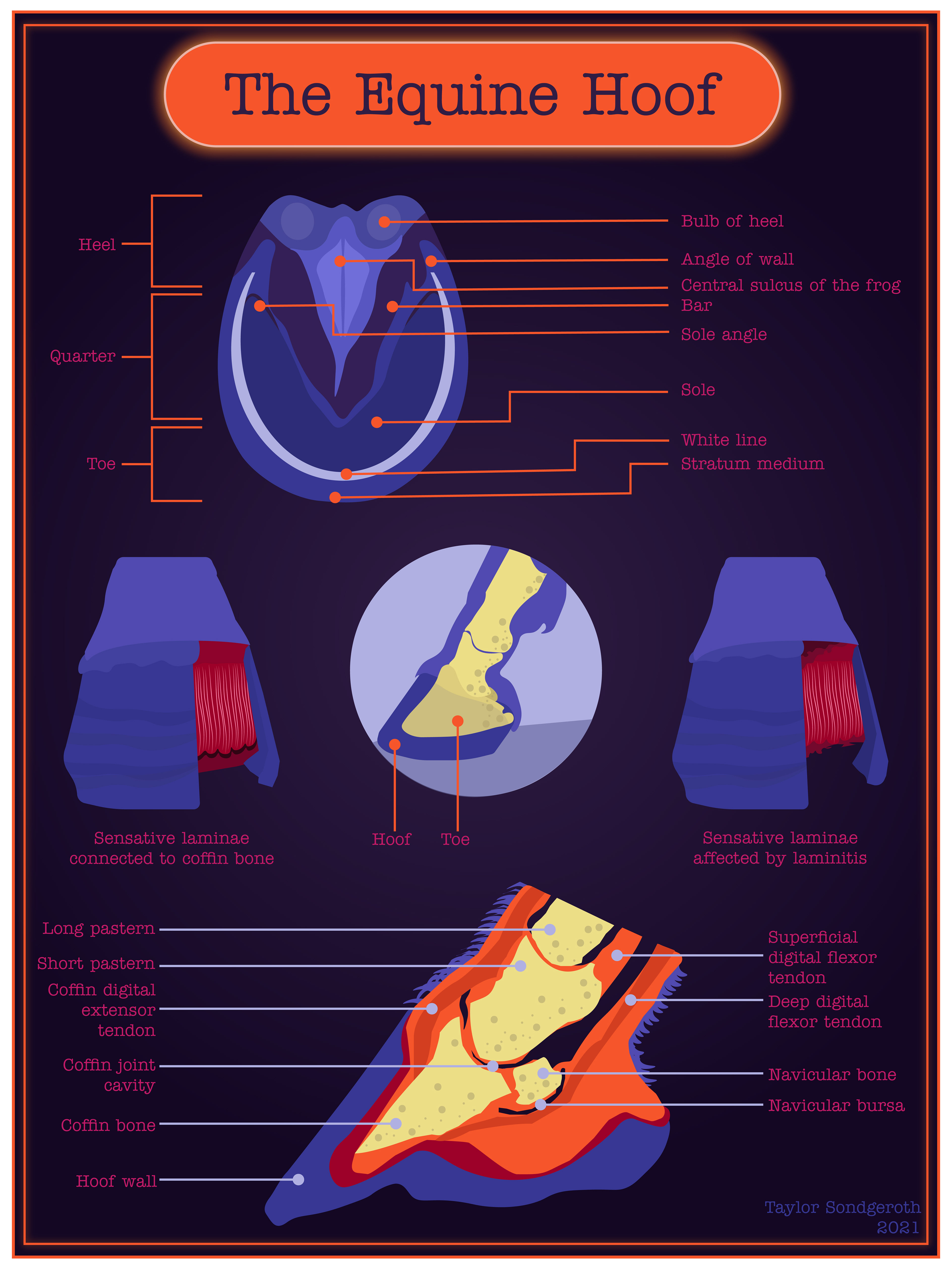 The Equine Hoof - Scientific Illustration