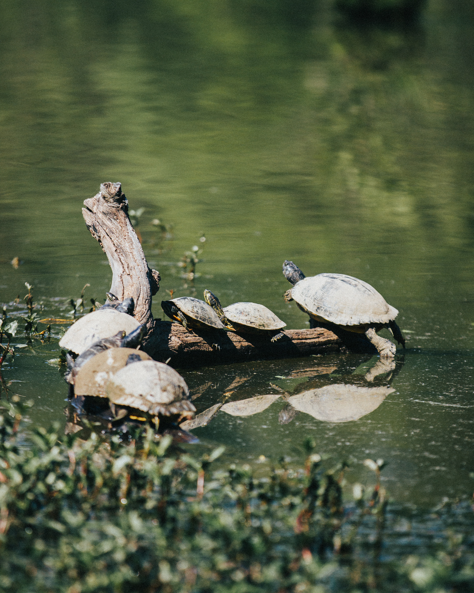 turtles near the walking path behind VCOM