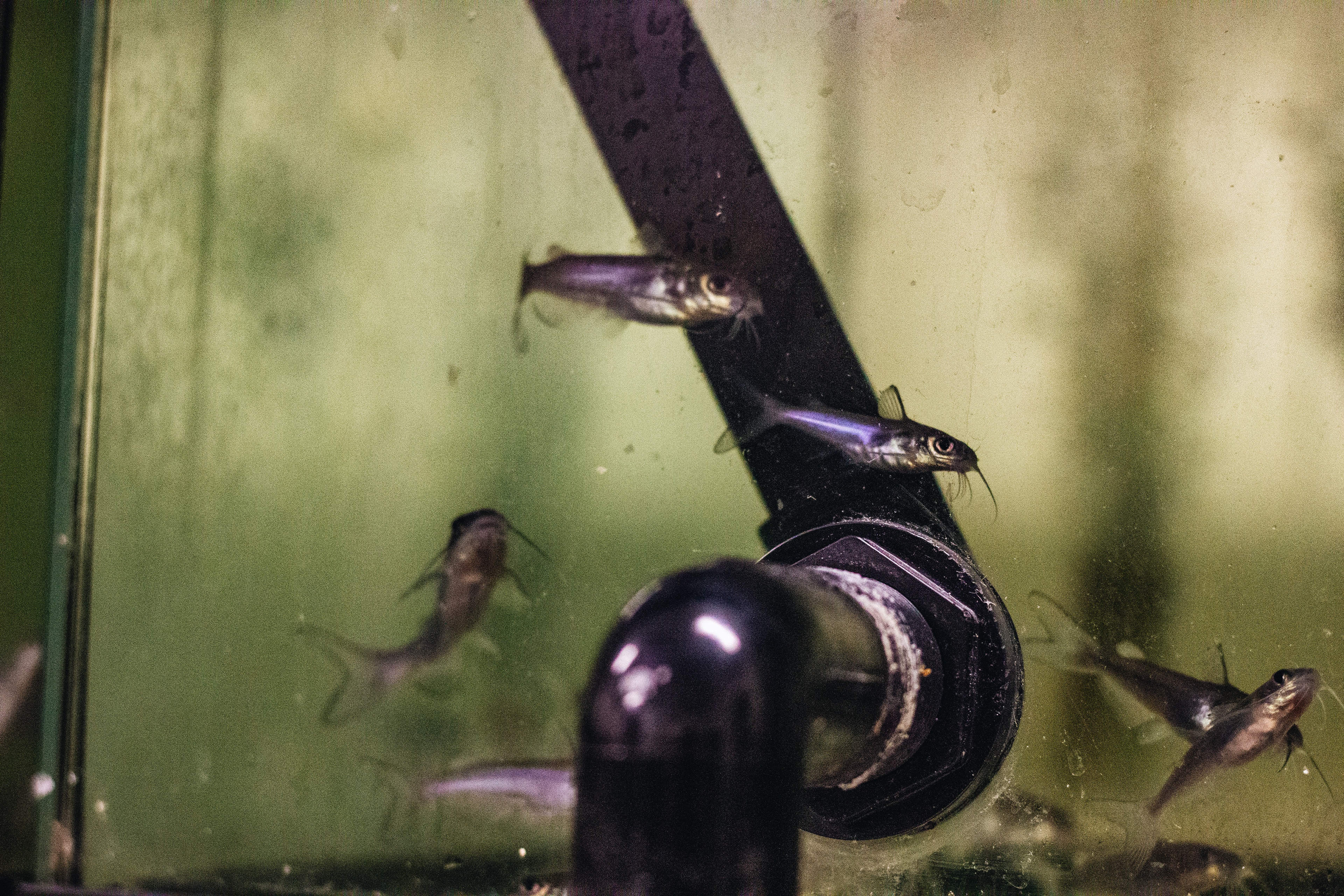 baby catfish at the fisheries