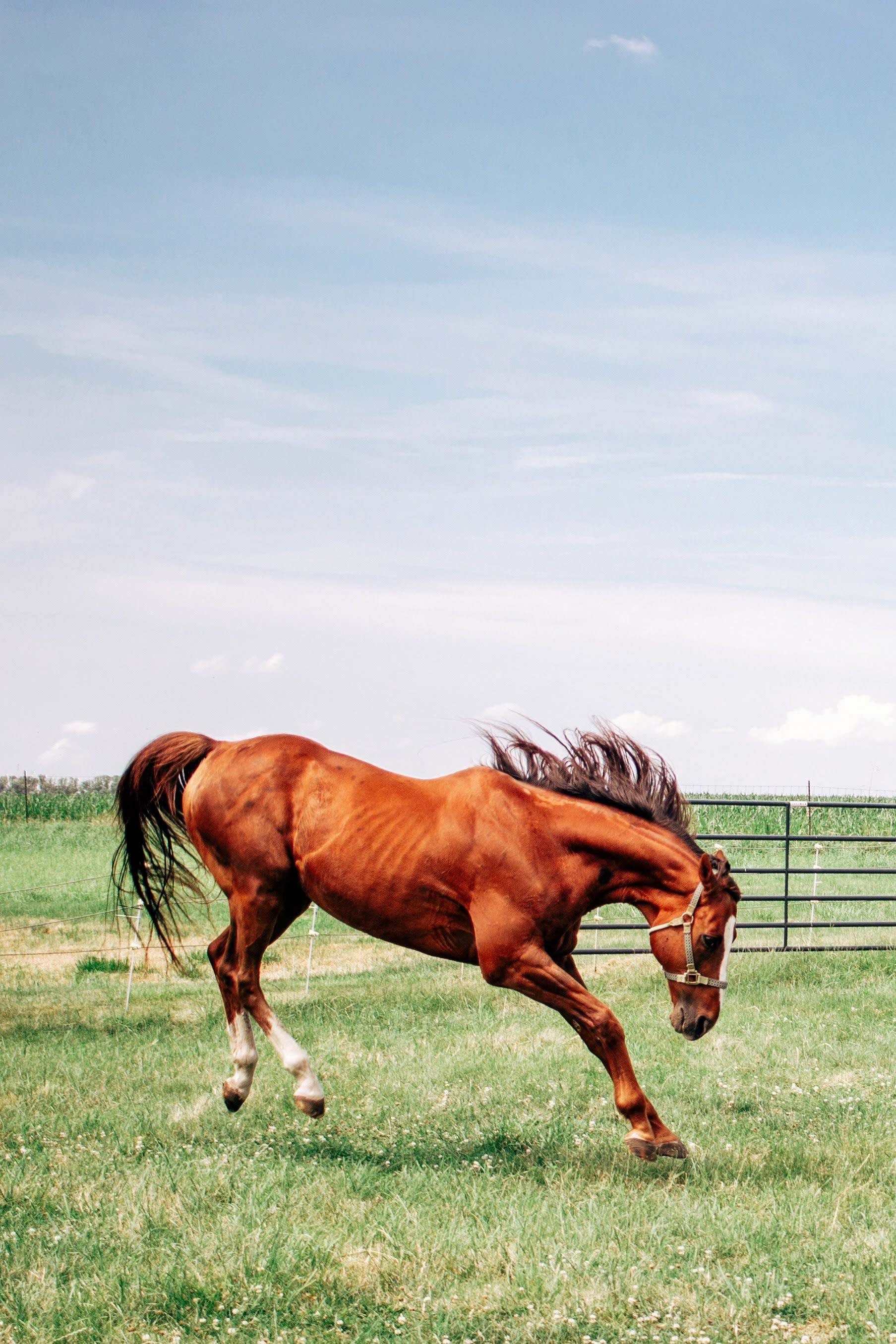 OTTB