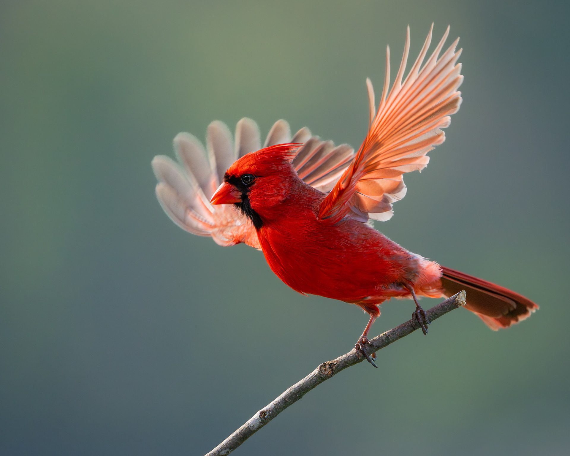 Northern Cardinal - Metamora, Michigan