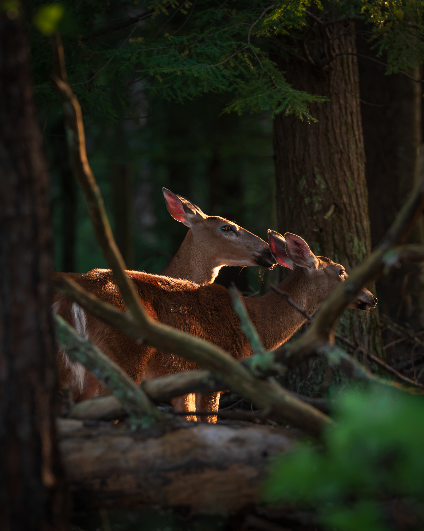 Cade's Cove - Great Smoky Mountains National Park