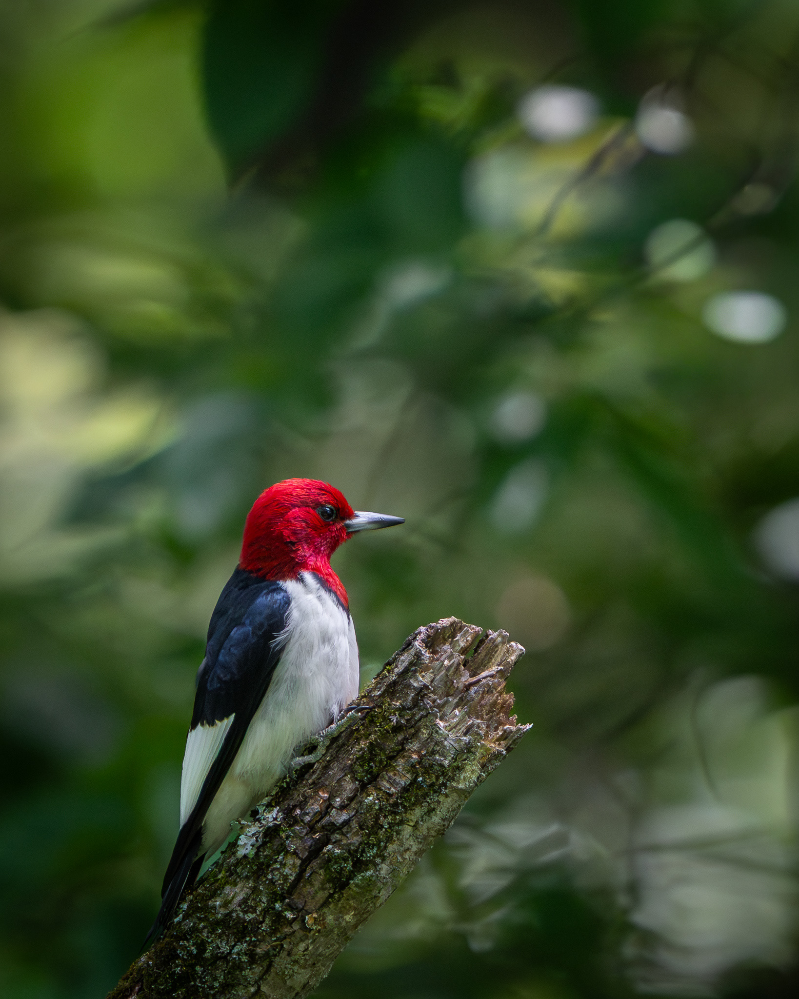 Red-headed Woodpecker - Kensington Metropark