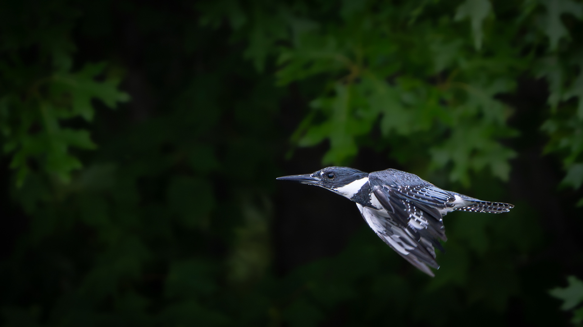 Belted Kingfisher - Metamora, Michigan
