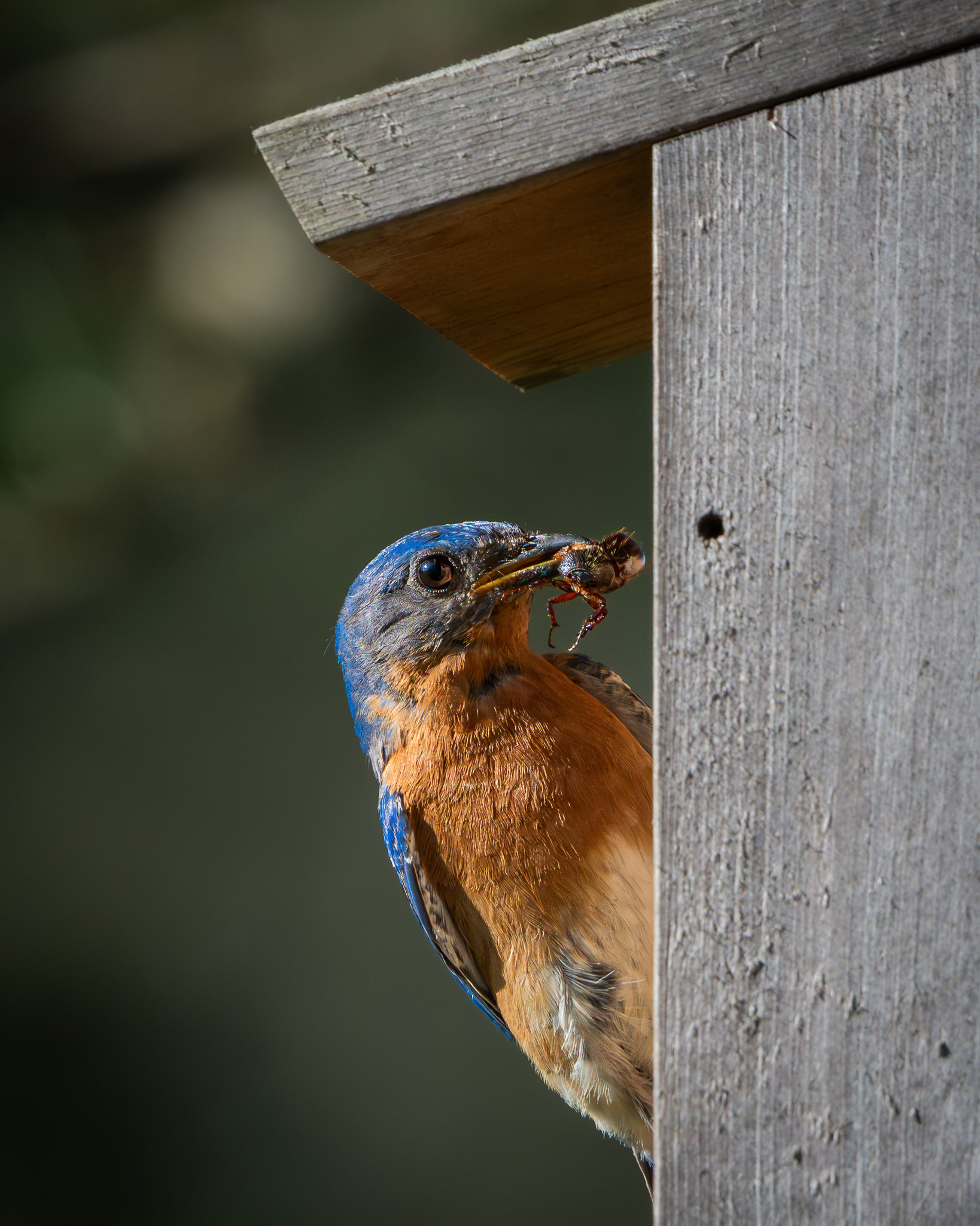 Eastern Bluebird - Metamora, Michigan