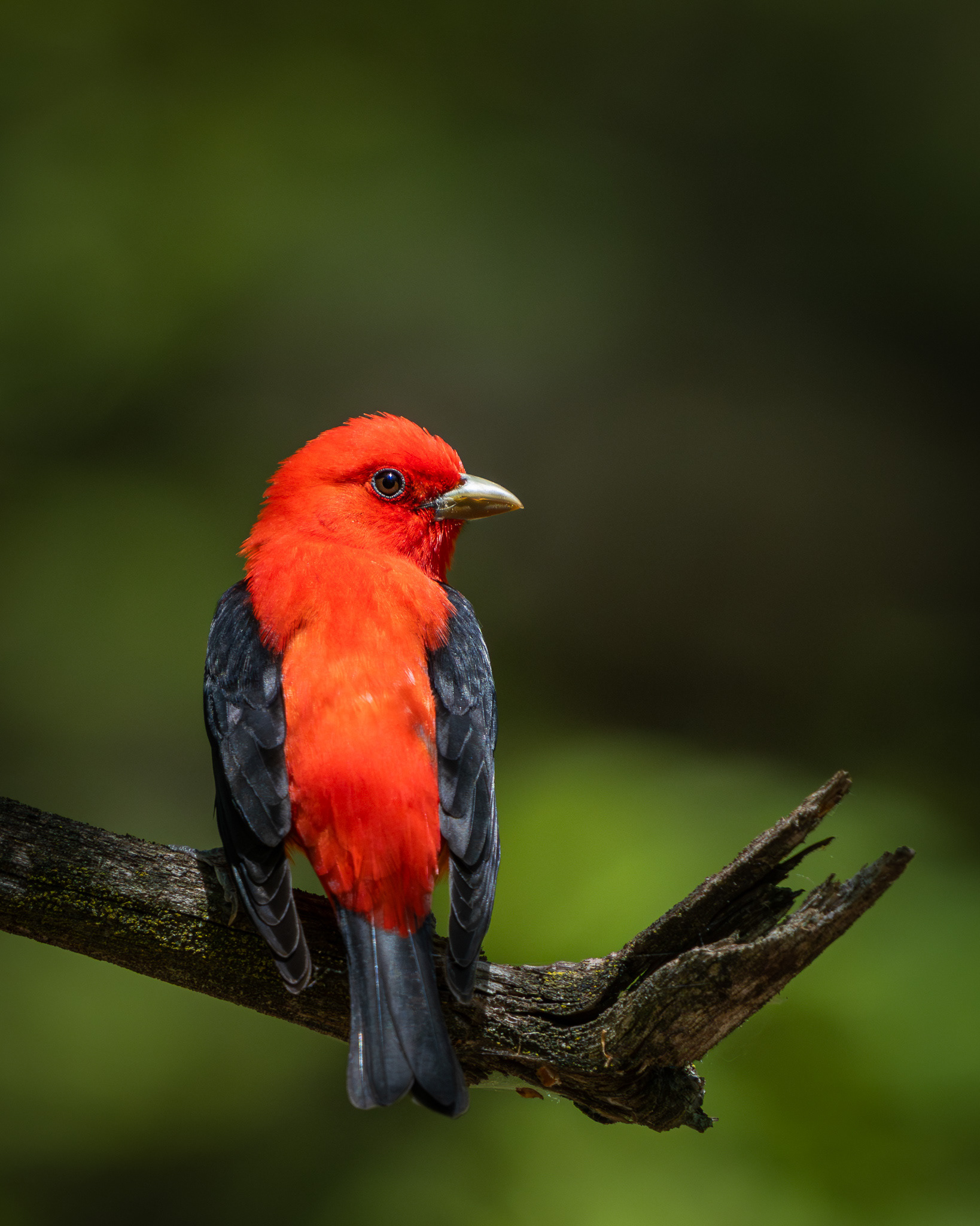 Scarlet Tanager - Port Crescent State Park 