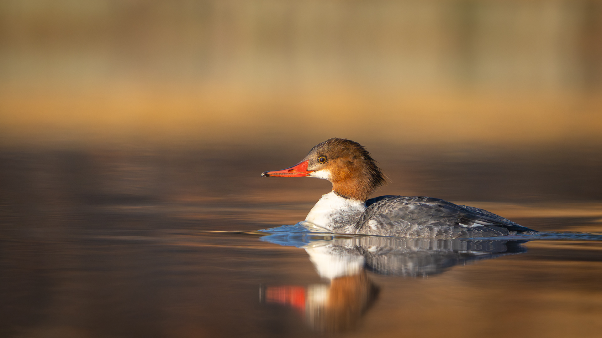 Common Merganser (female) - Metamora, Michigan