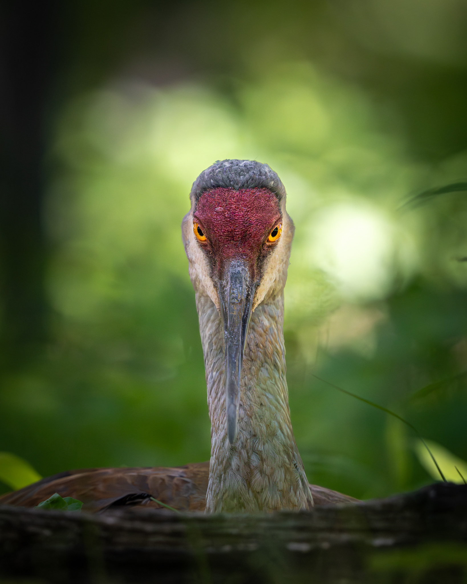 Sandhill Crane - Kensington Metropark