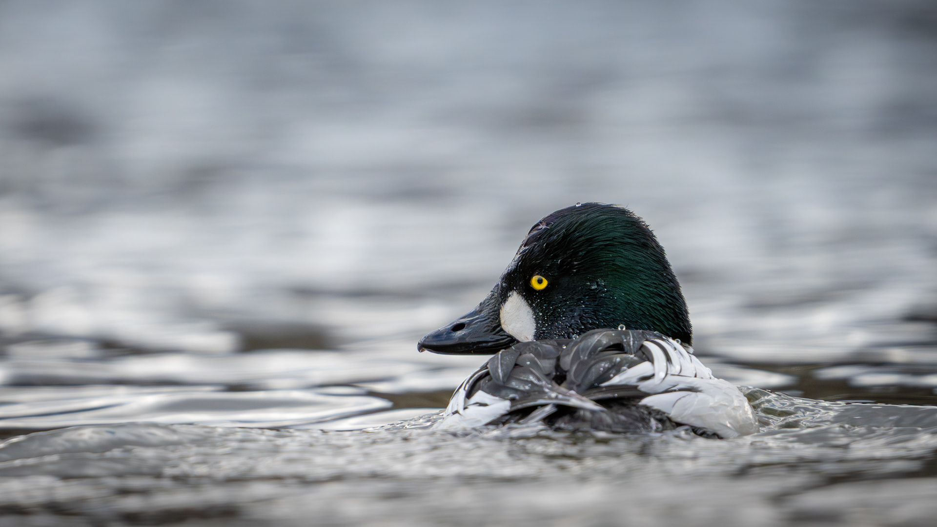 Common Goldeneye - Metamora, Michigan