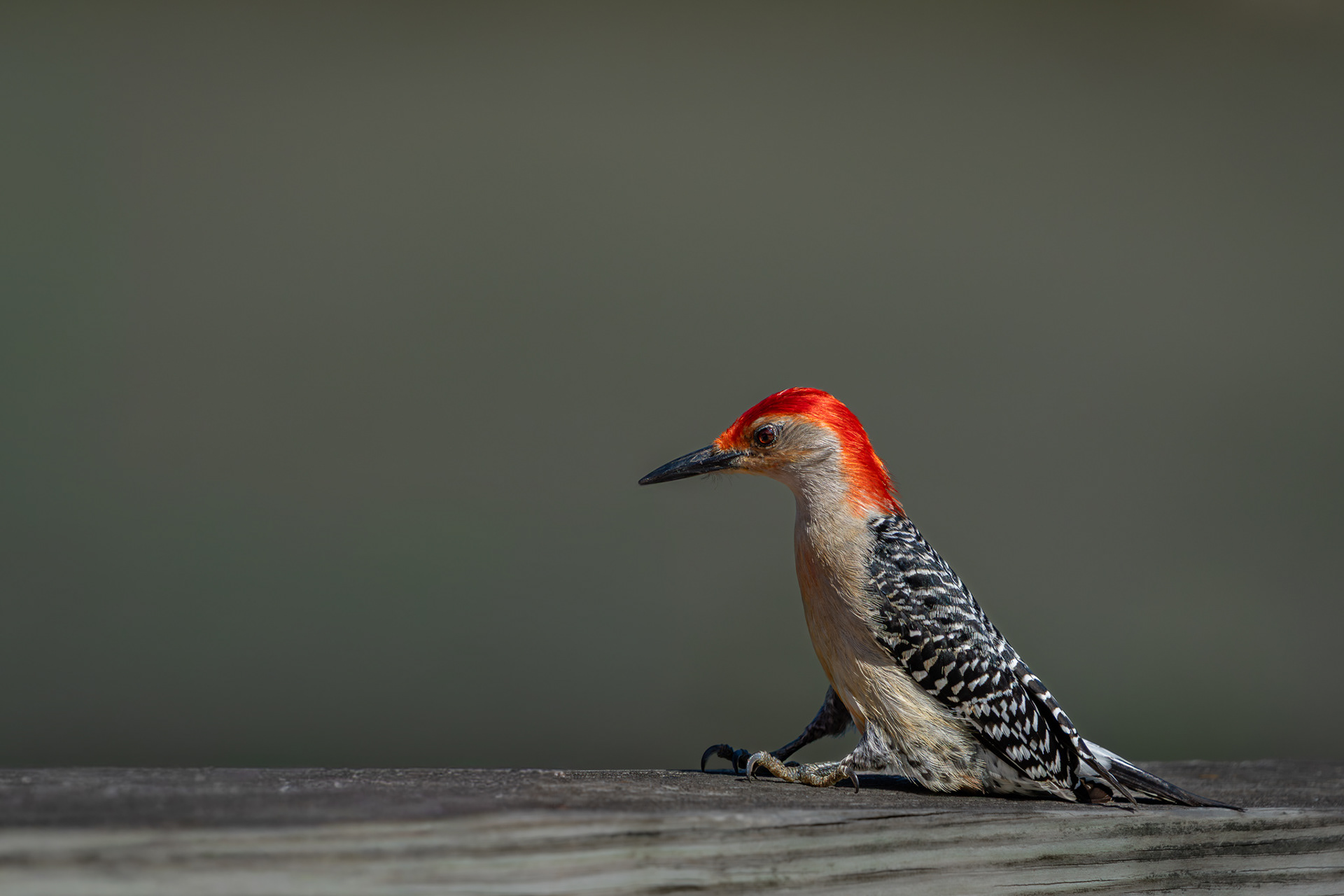 Red-bellied Woodpecker - Kensington Metropark