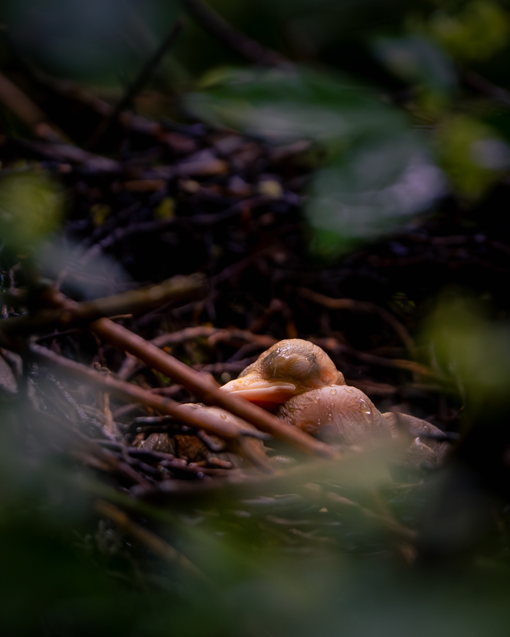 2026 "First Signs of Spring" 1st Place Photo Contest Winner - Lapeer Conservation District 